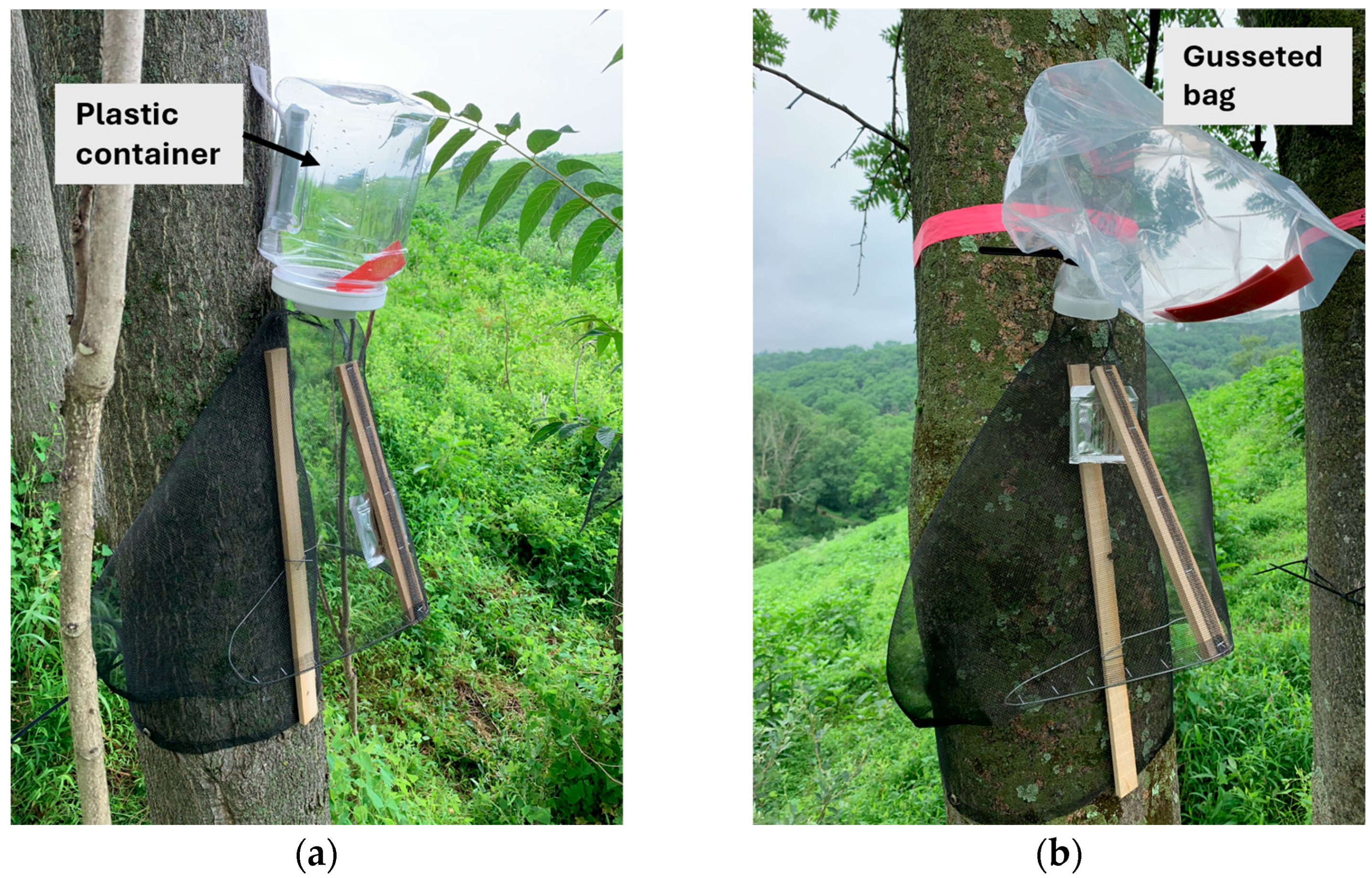 Forests 16 01128 g001