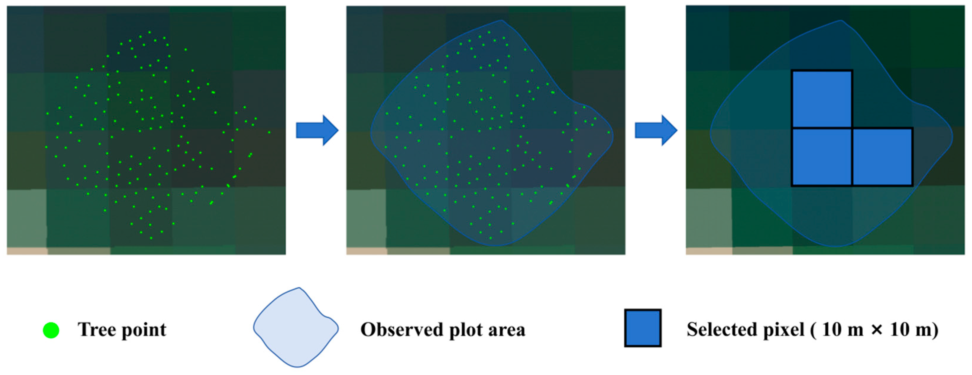 Forests 16 01130 g003