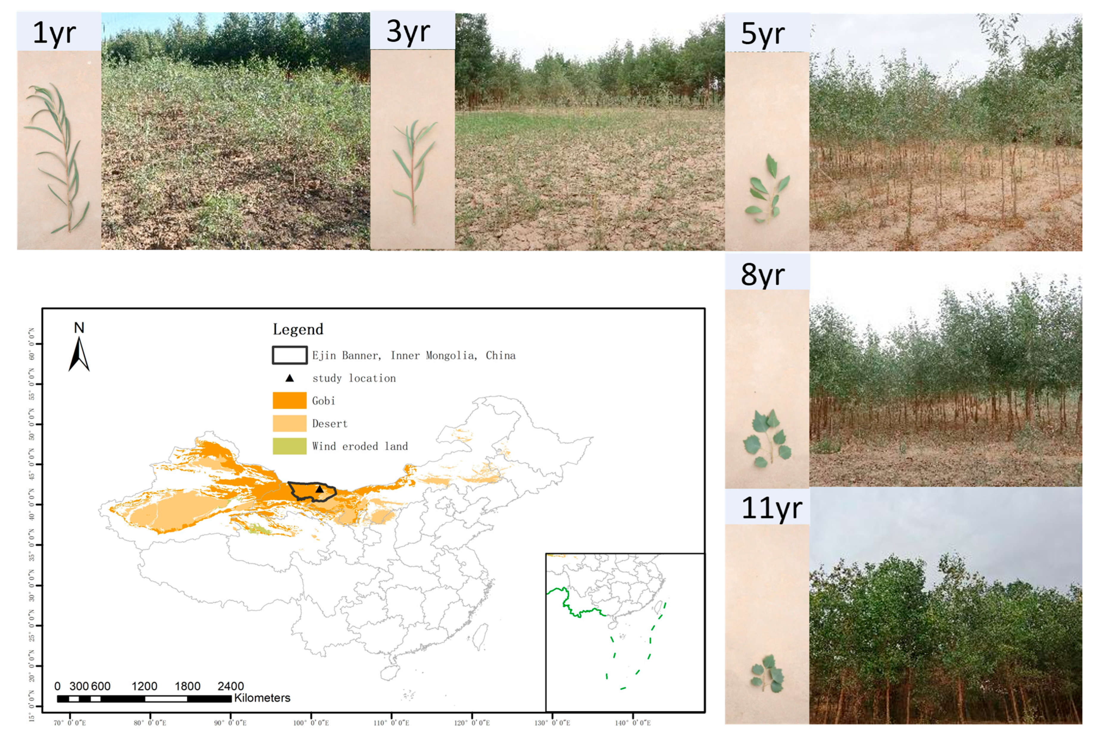 Forests 16 01131 g001