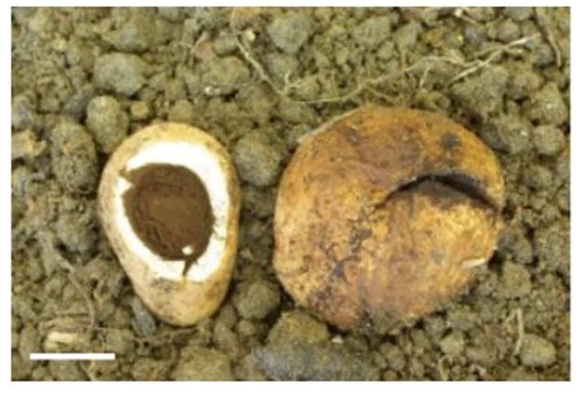 Forests 16 01136 g002