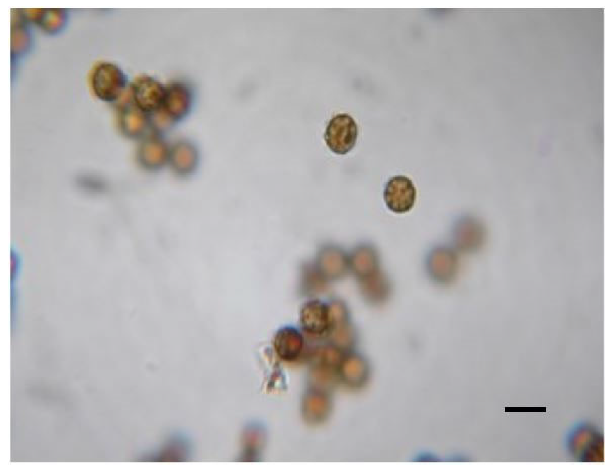 Forests 16 01136 g004