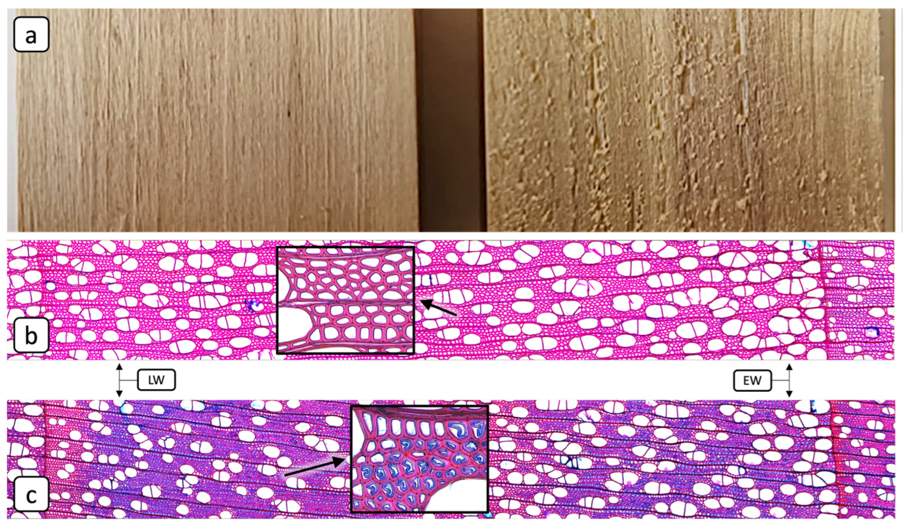 Forests 16 01151 g002