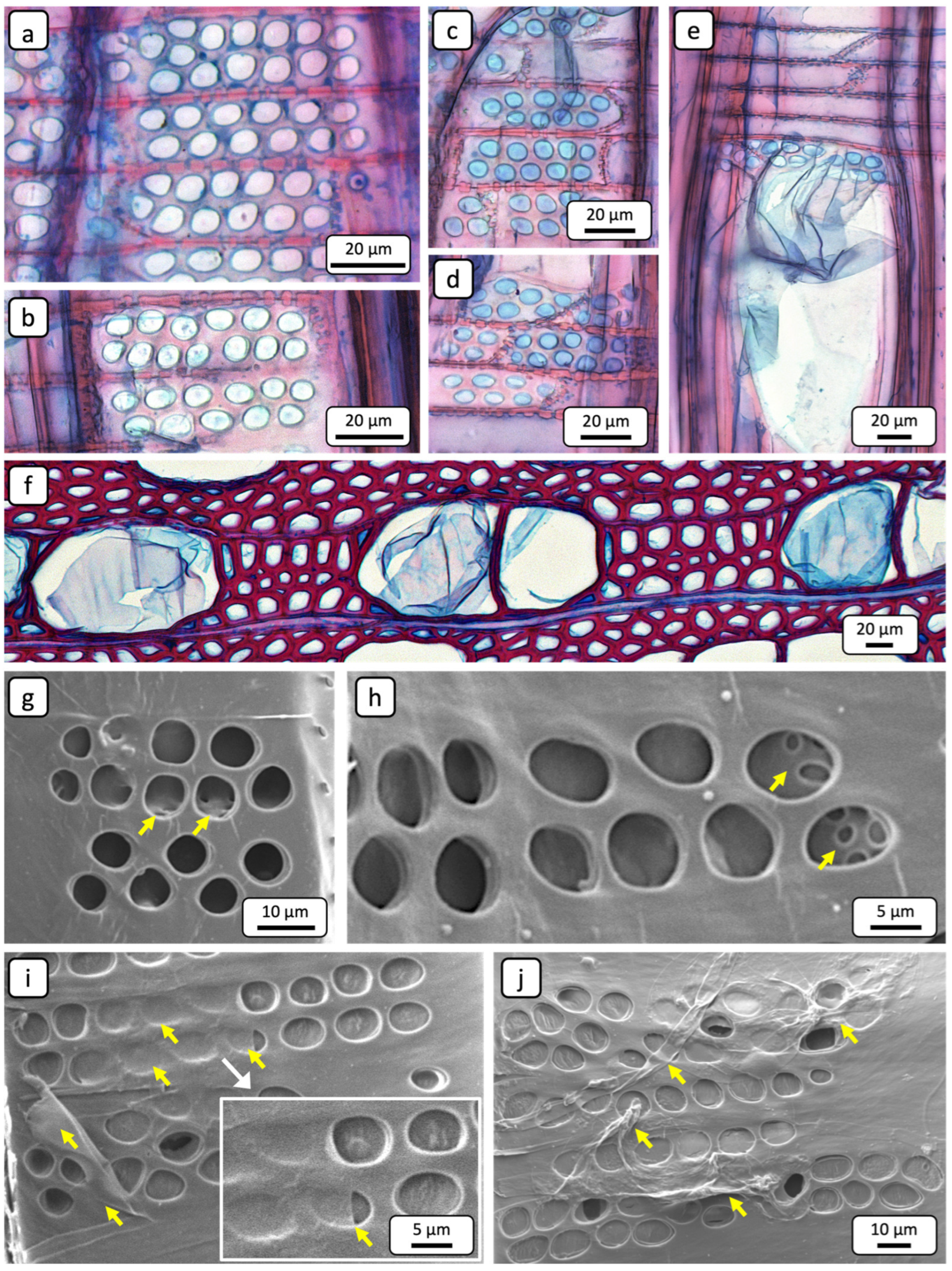 Forests 16 01151 g005