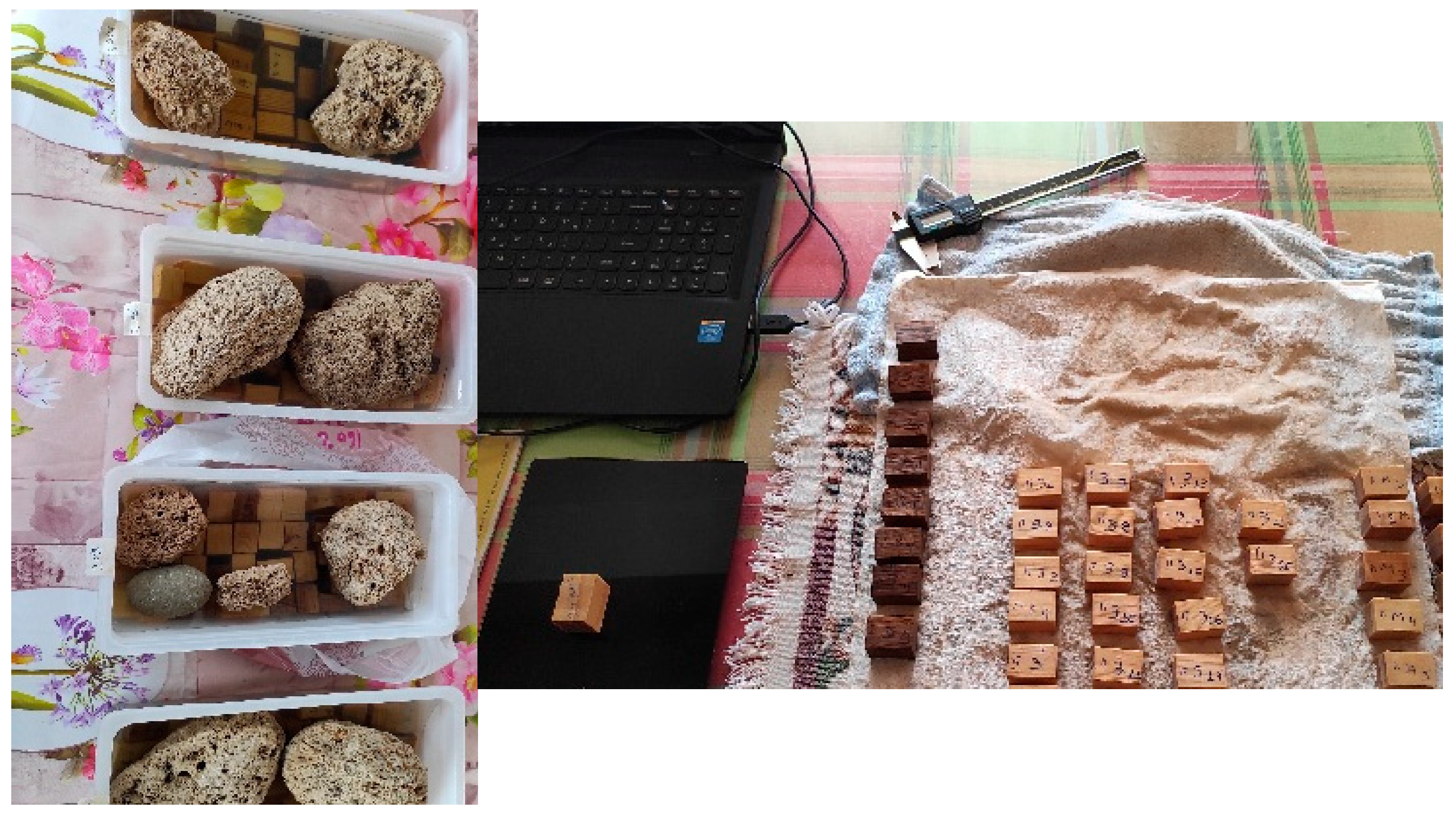 Forests 16 01159 g001