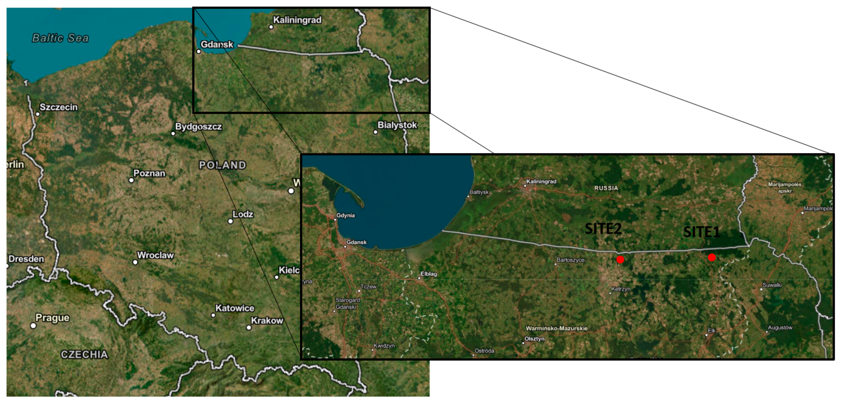 Forests 16 01160 g001