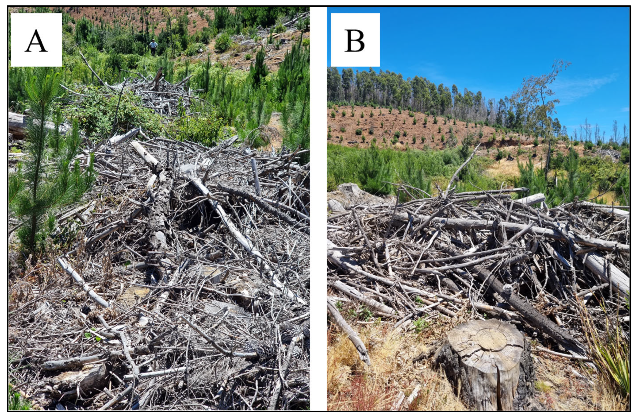 Forests 16 01171 g001