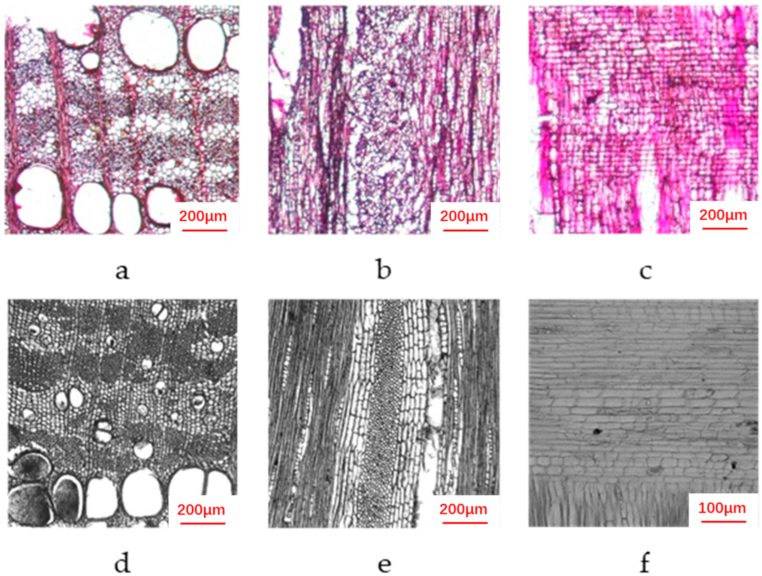 Forests 16 01173 g002