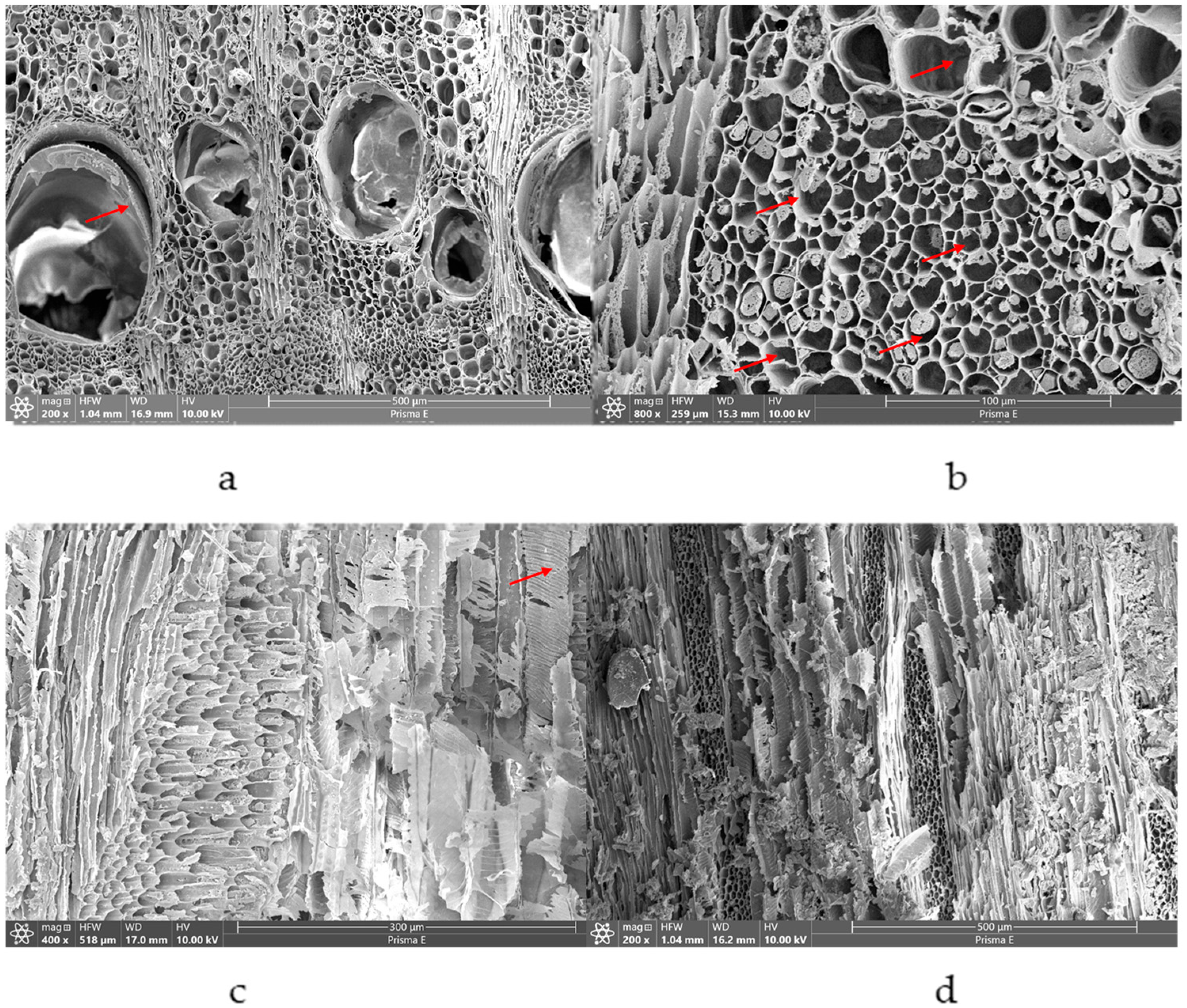 Forests 16 01173 g005
