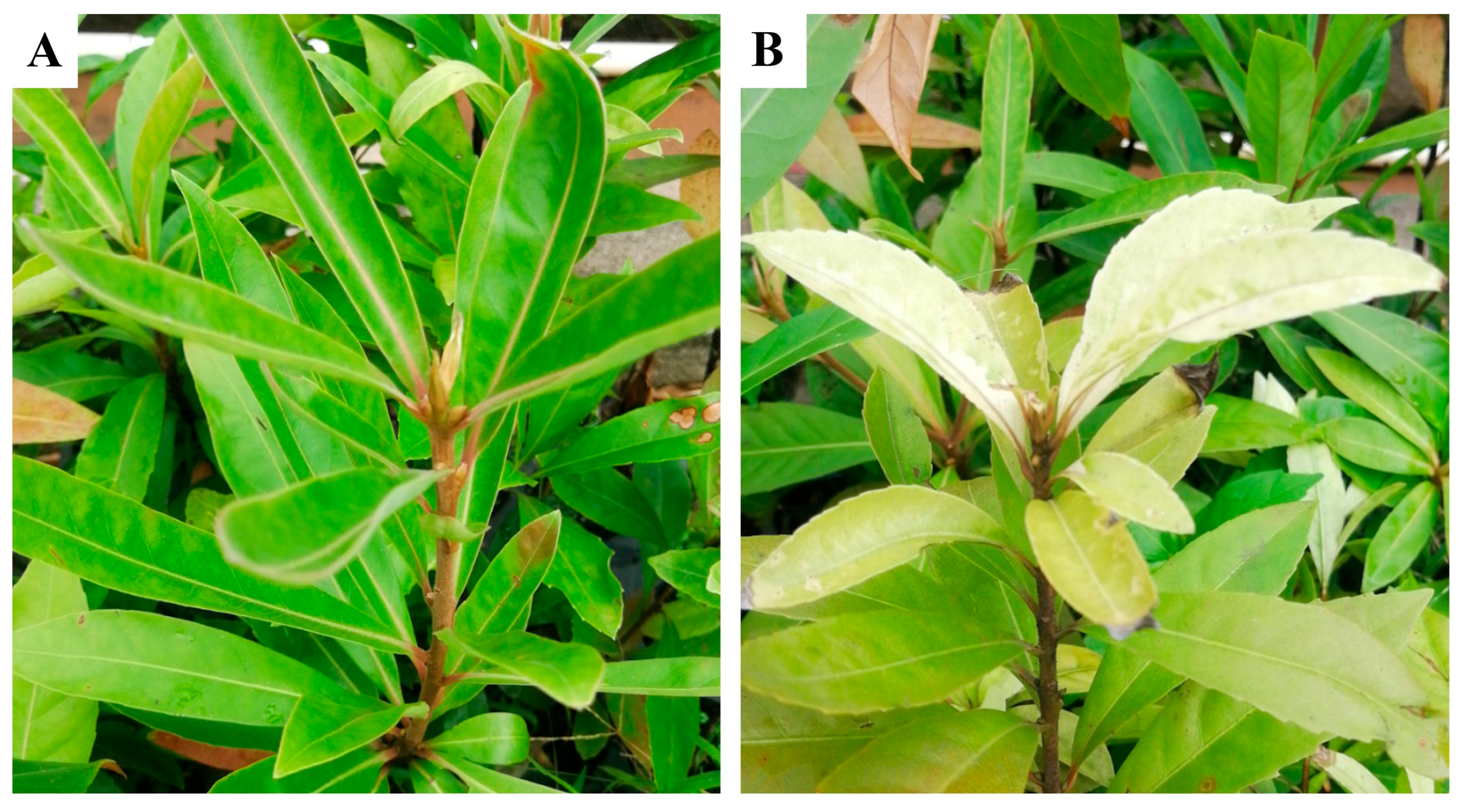 Forests 16 01201 g001