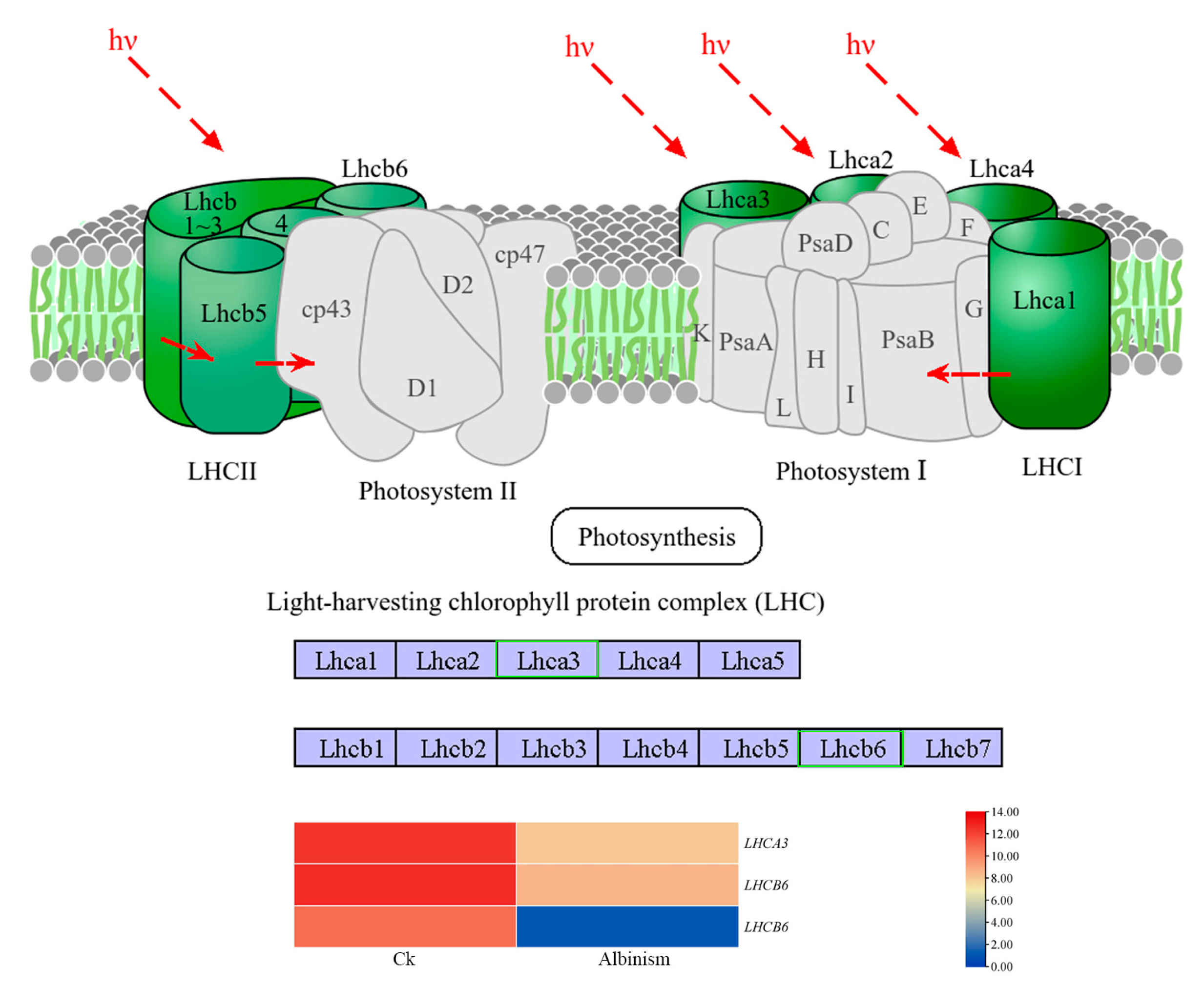 Forests 16 01201 g008