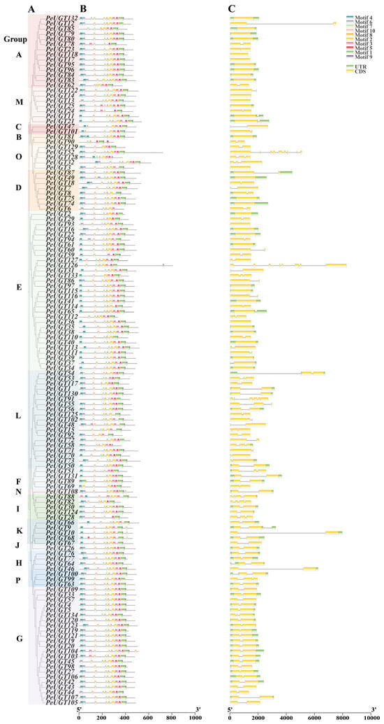 Genome-Wide Identification of the UGT Gene Family in Poplar Populus ...