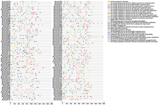 Genome-Wide Identification of the UGT Gene Family in Poplar Populus ...