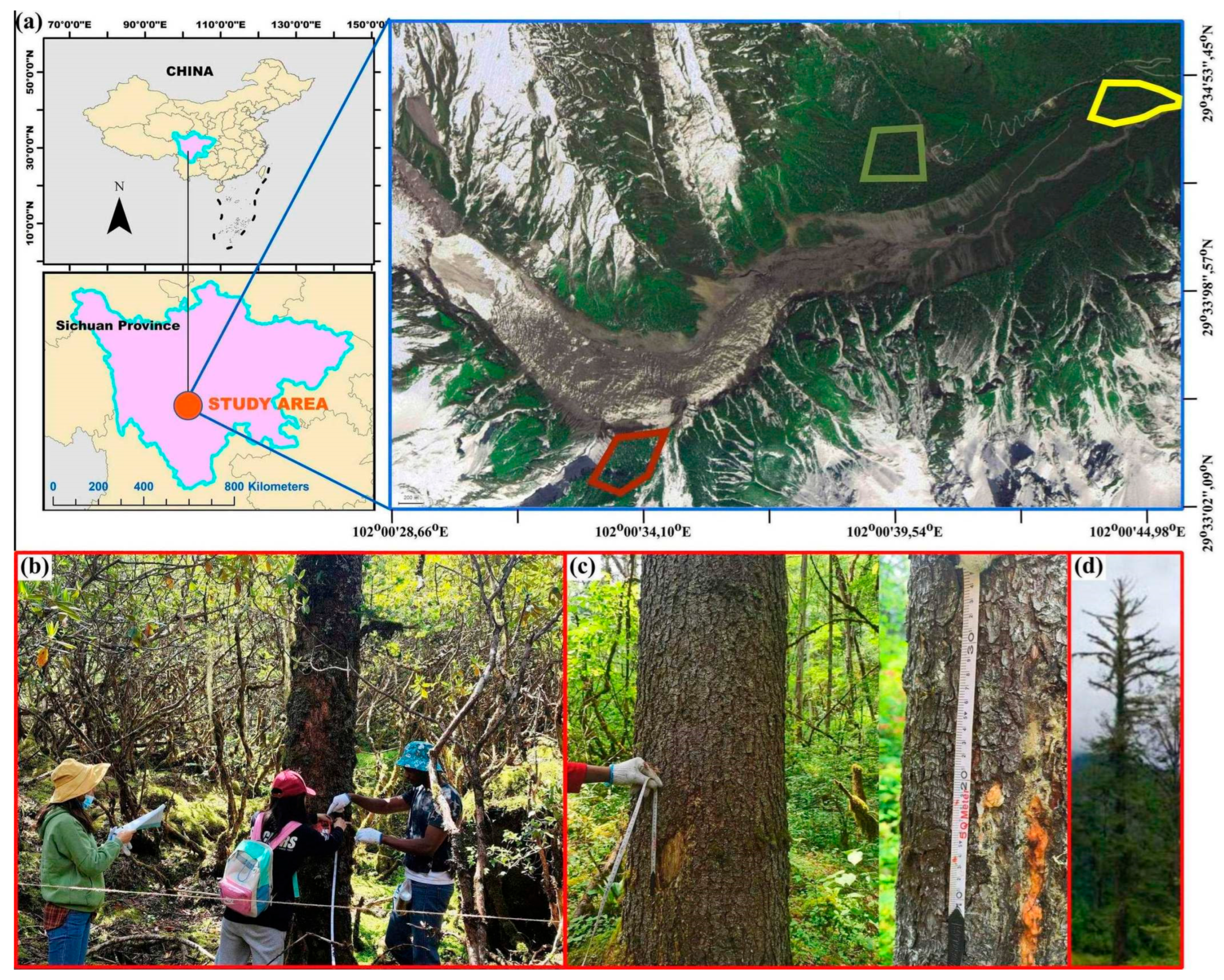 Forests 16 01222 g001