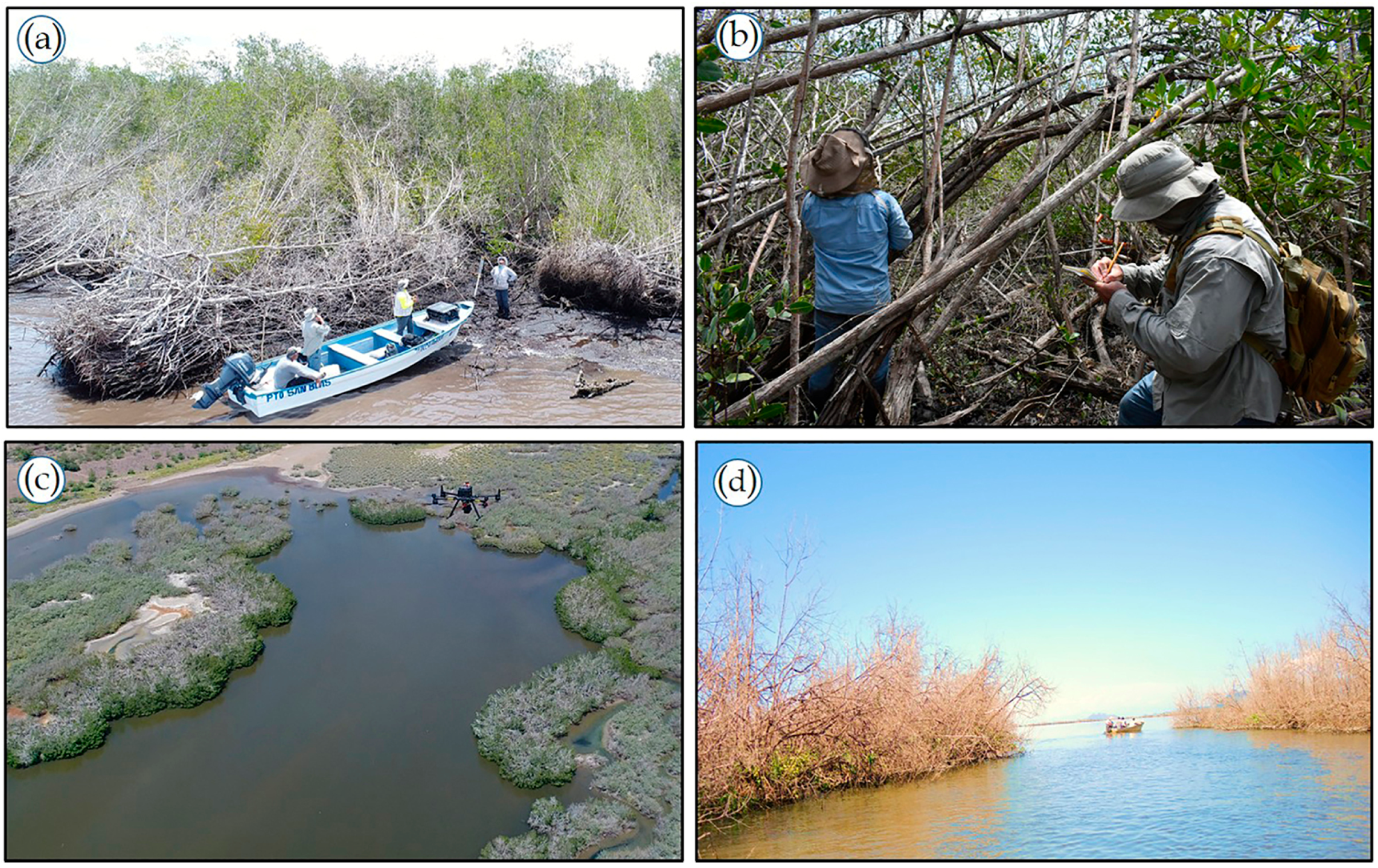 Forests 16 01224 g003