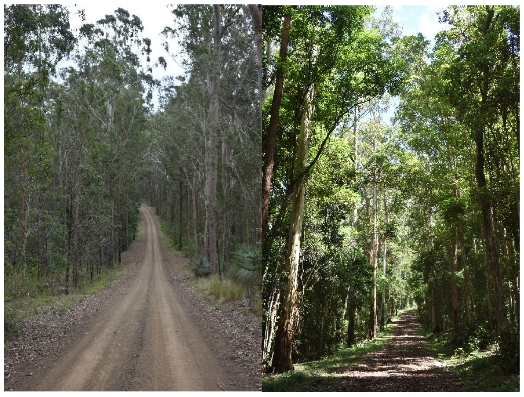 Forests 16 01230 g002