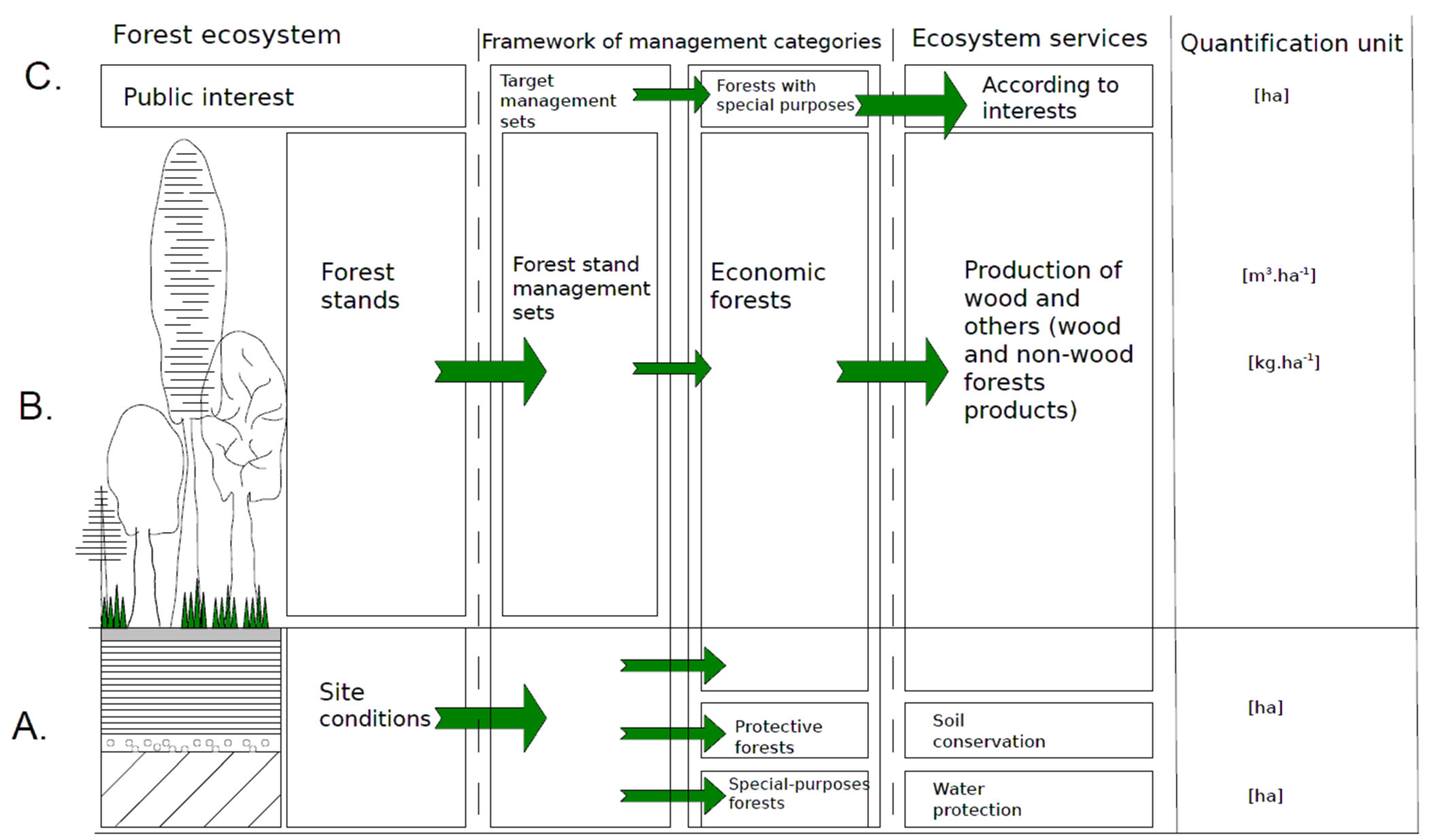 Forests 16 01242 g001
