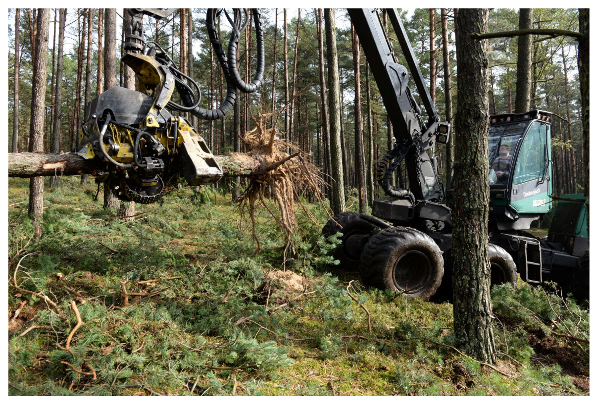 Forests 16 01243 g001