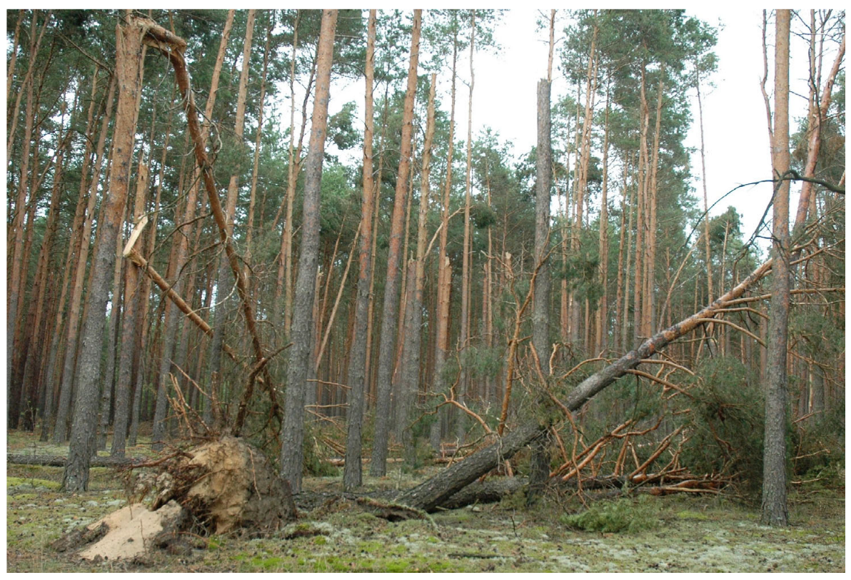 Forests 16 01243 g002