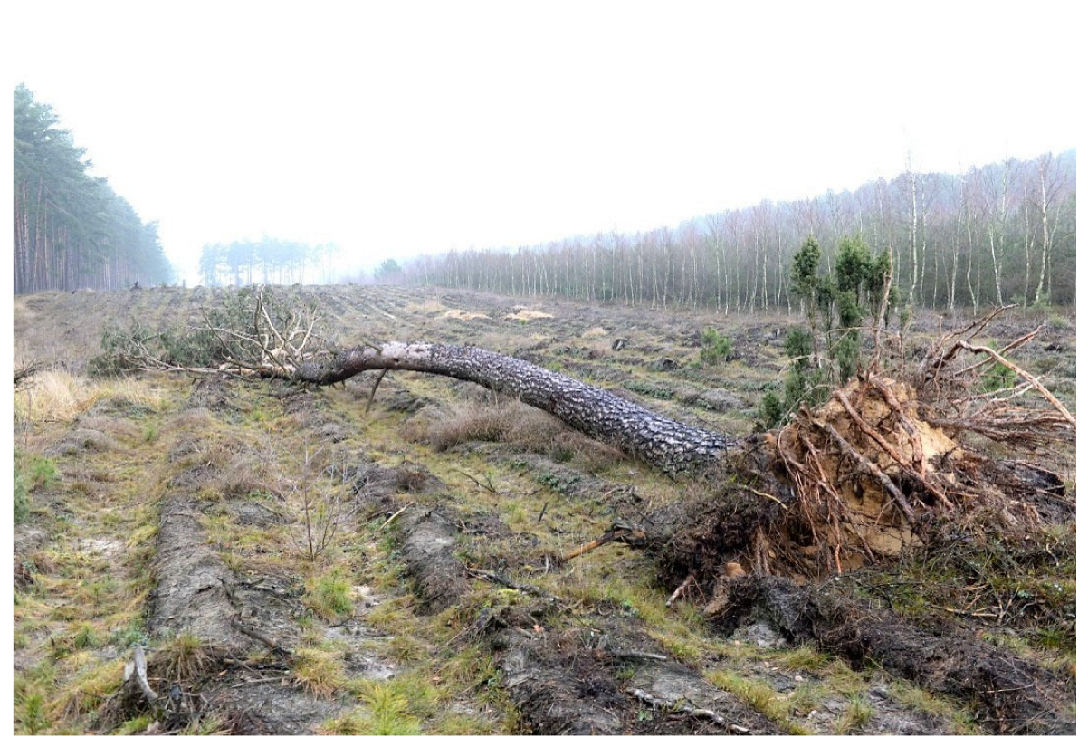 Forests 16 01243 g003