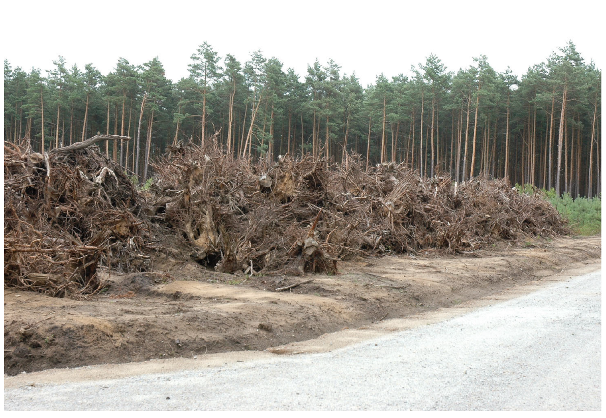 Forests 16 01243 g004