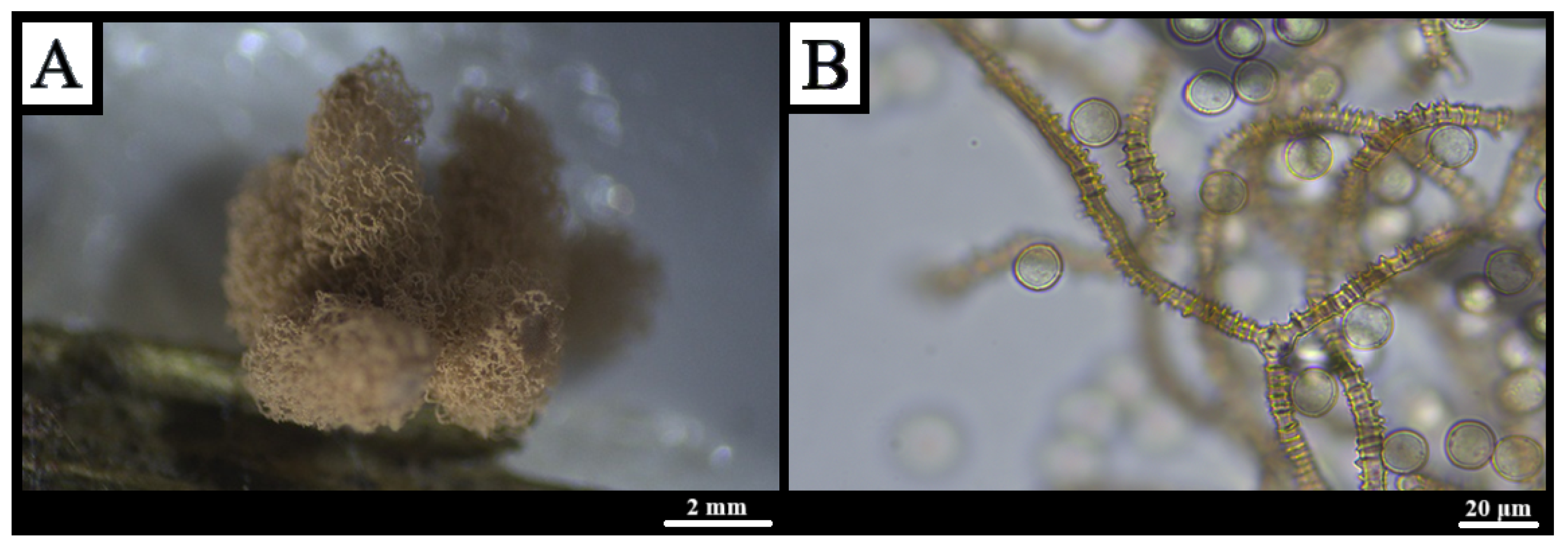 Forests 16 01259 g005