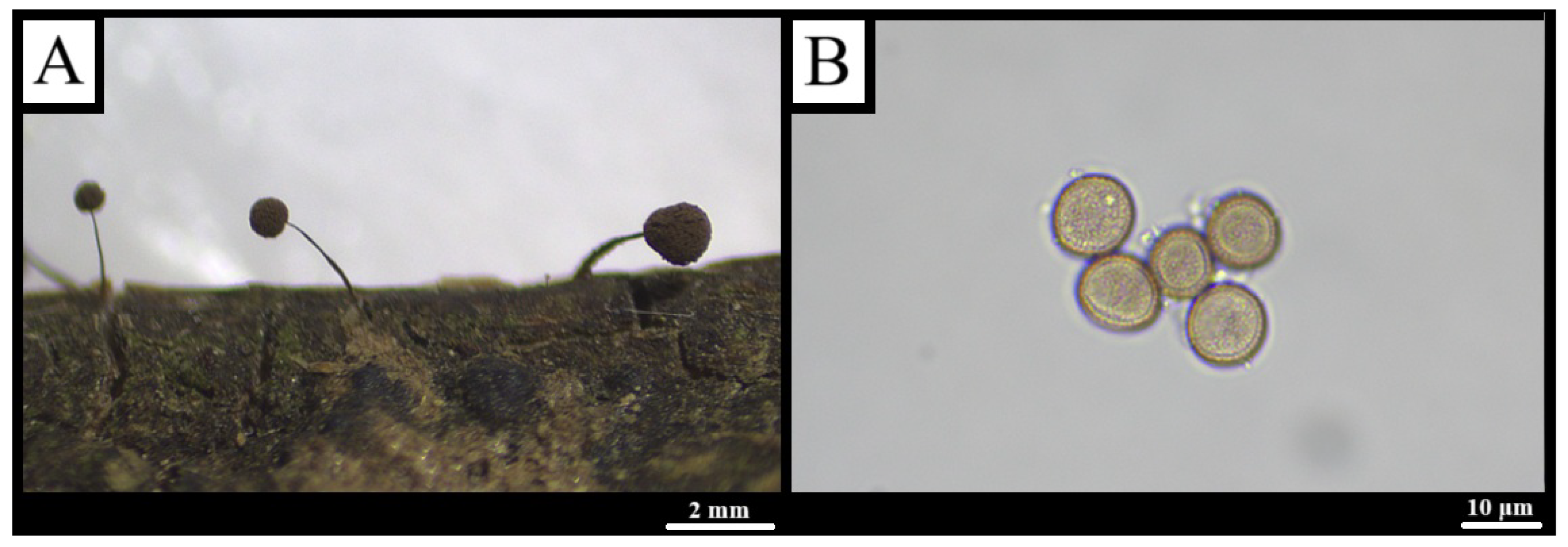 Forests 16 01259 g008