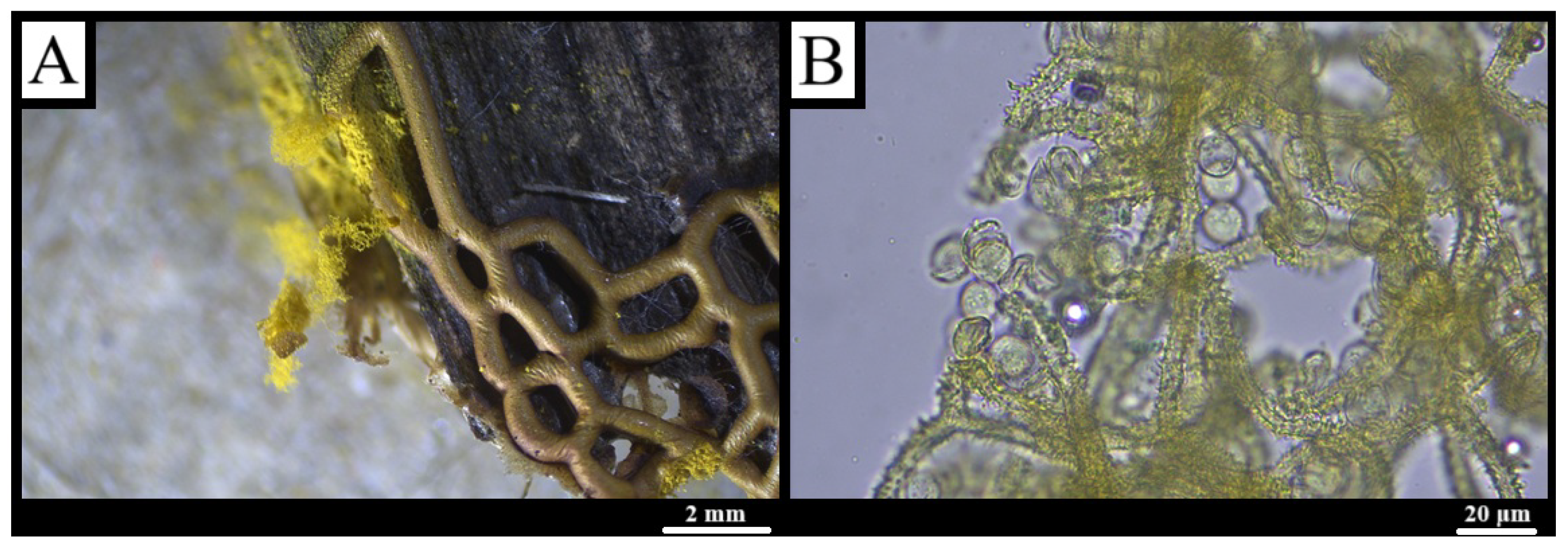 Forests 16 01259 g010