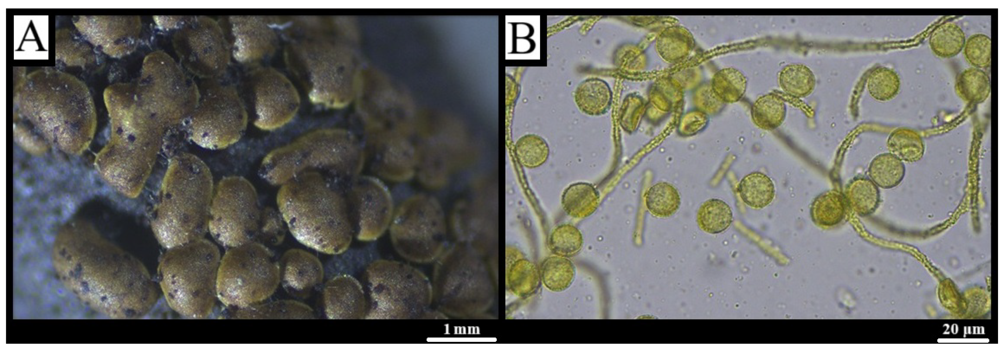 Forests 16 01259 g014