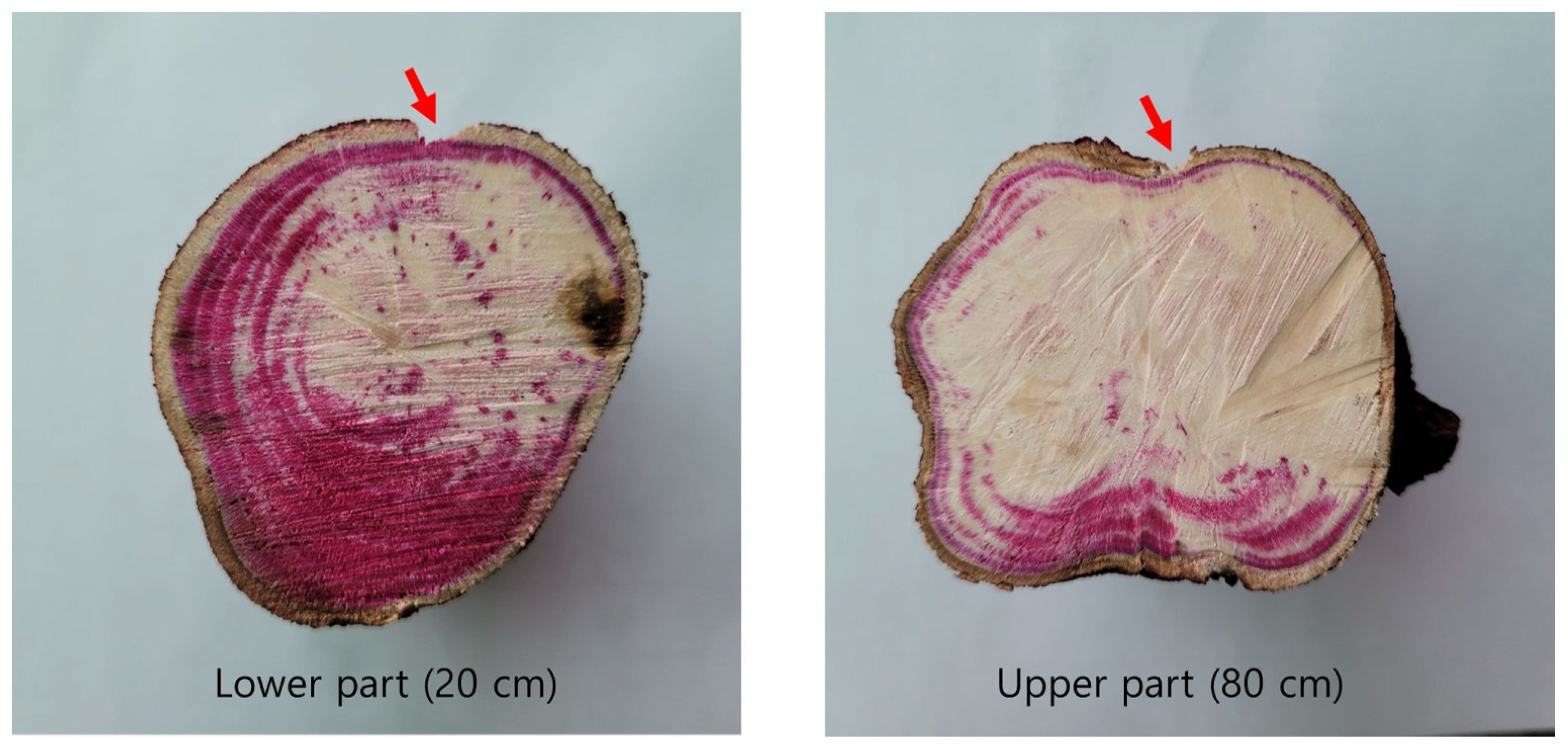 Forests 16 01260 g002