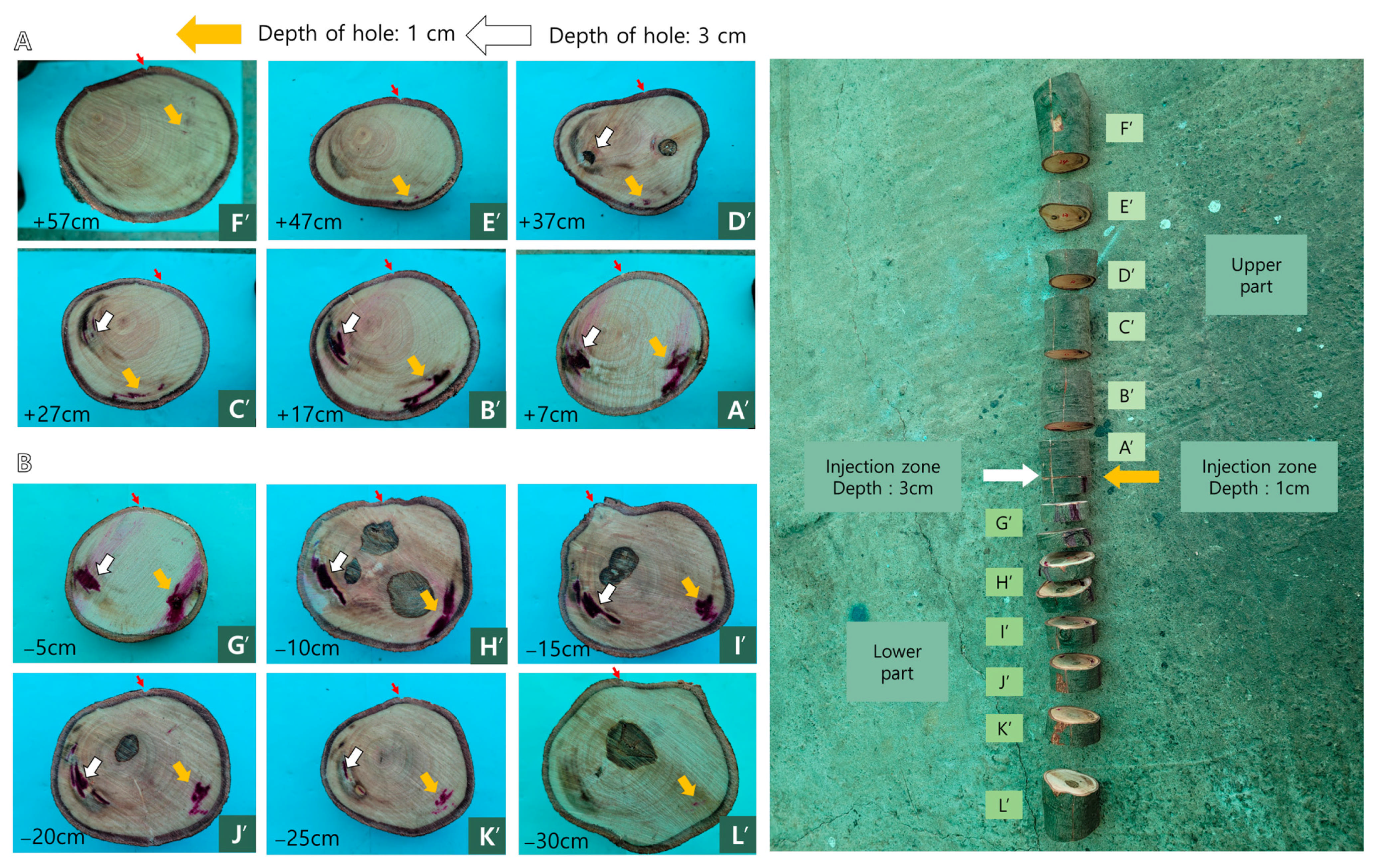 Forests 16 01260 g003