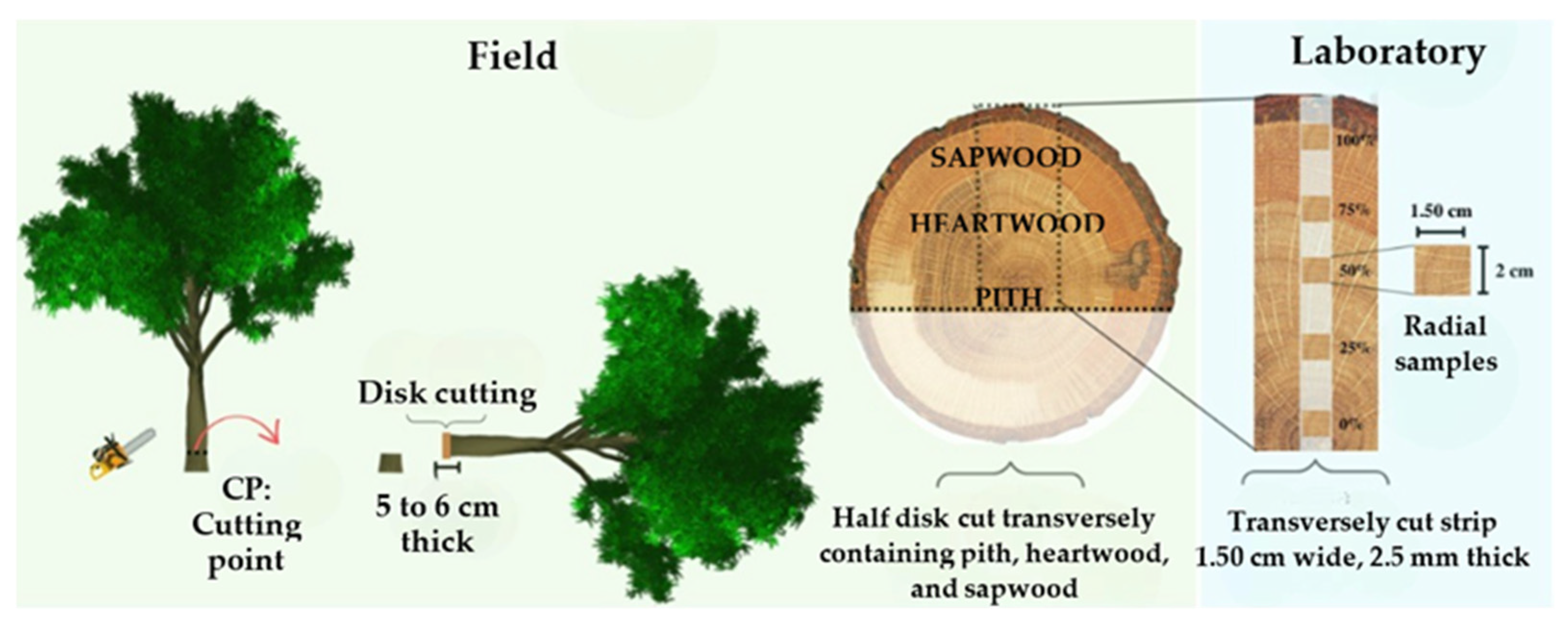 Forests 16 01284 g002