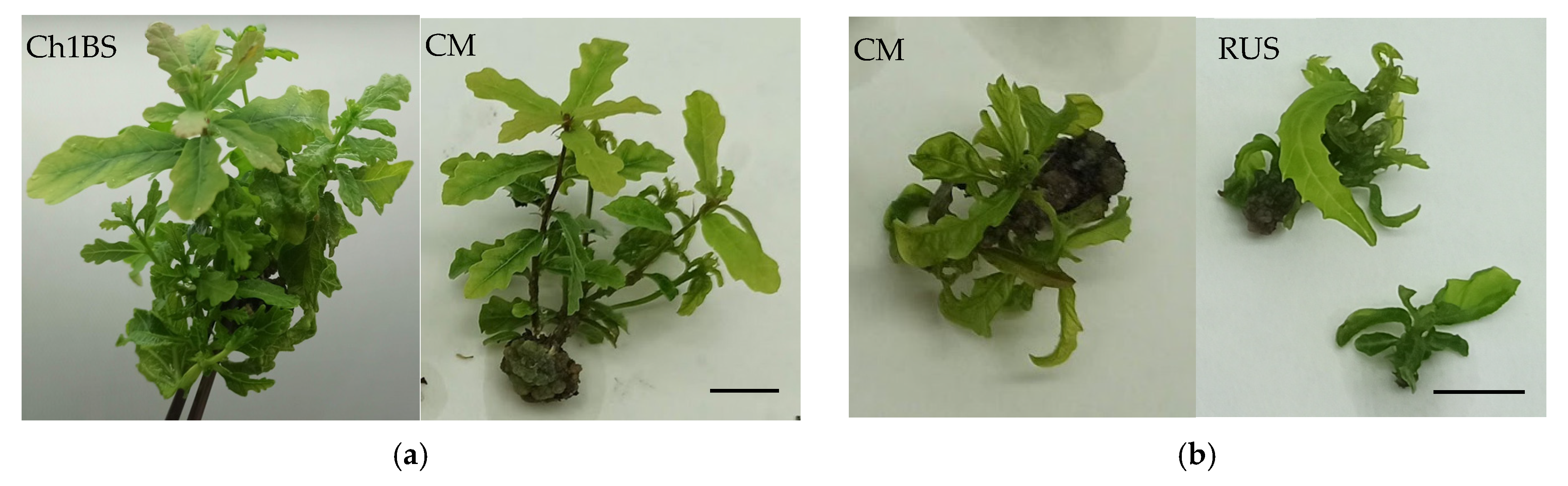 Forests 16 01285 g003