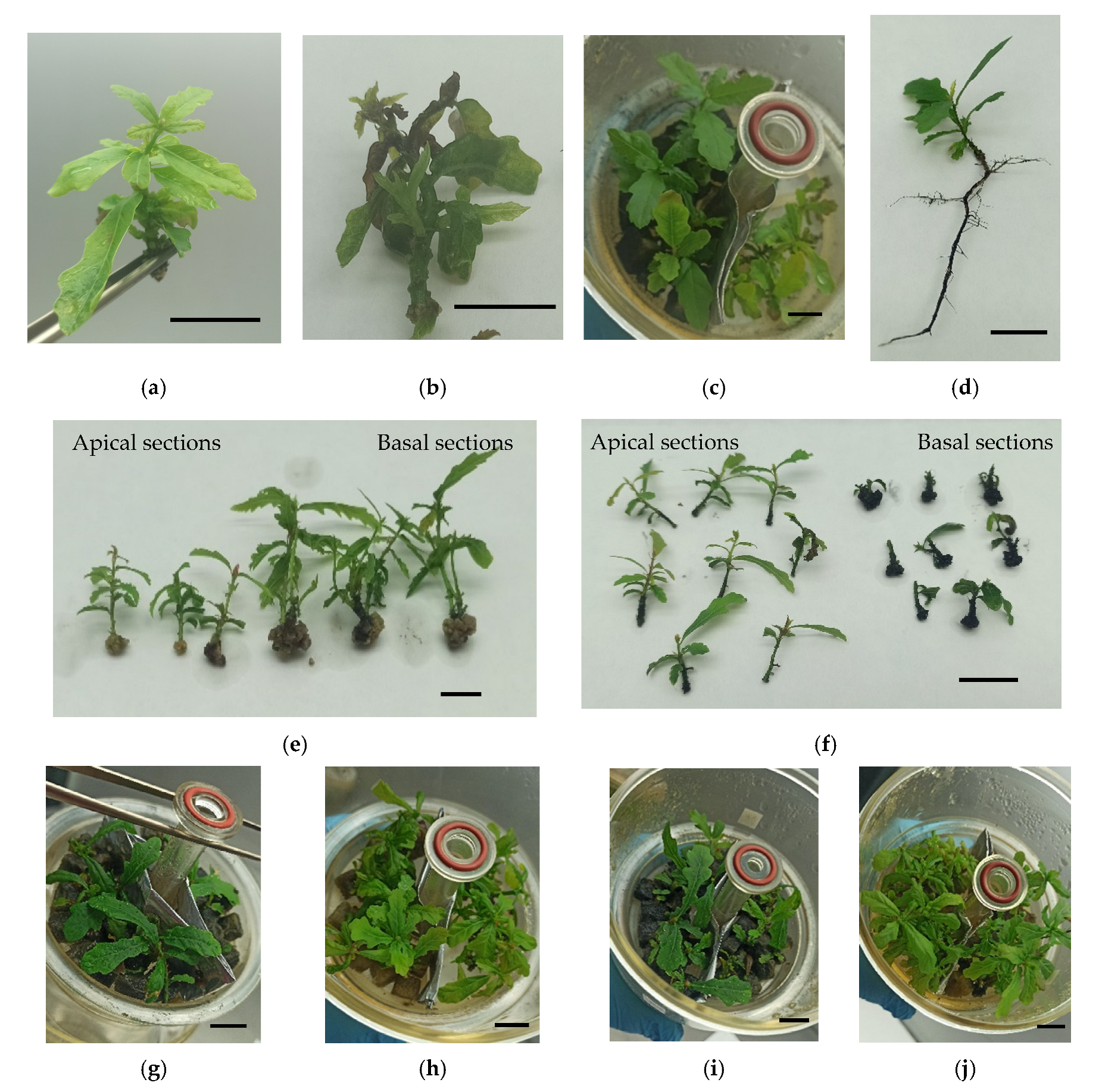 Forests 16 01285 g006