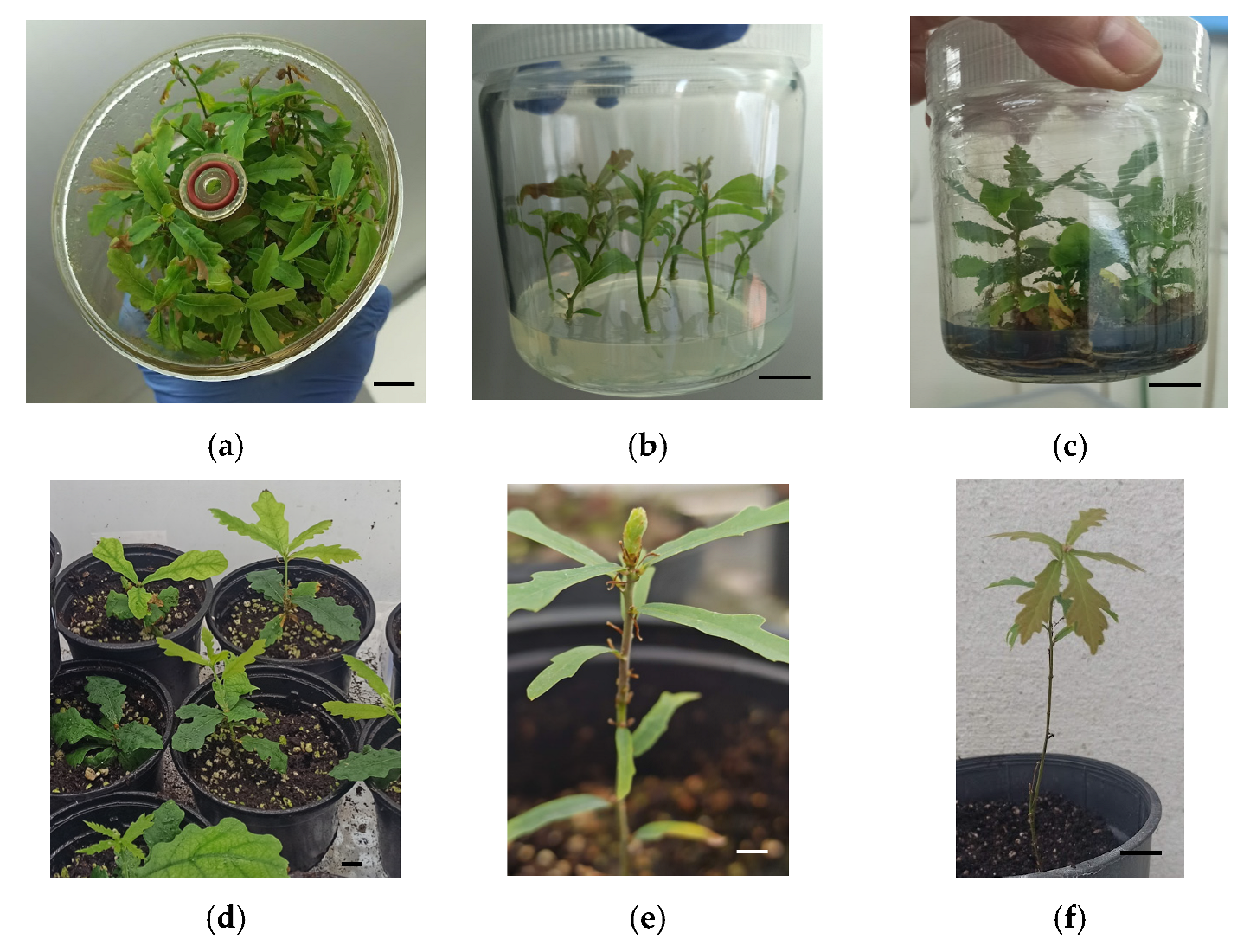 Forests 16 01285 g007