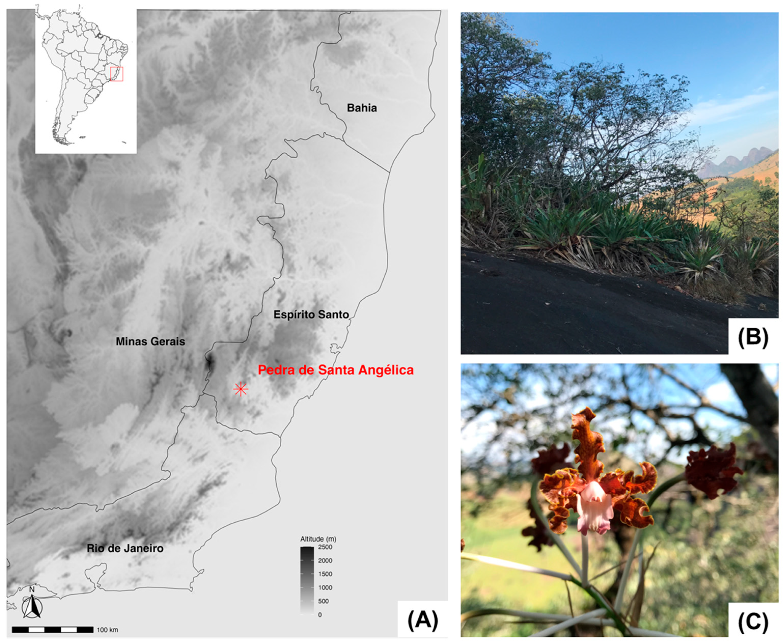 Forests 16 01300 g001