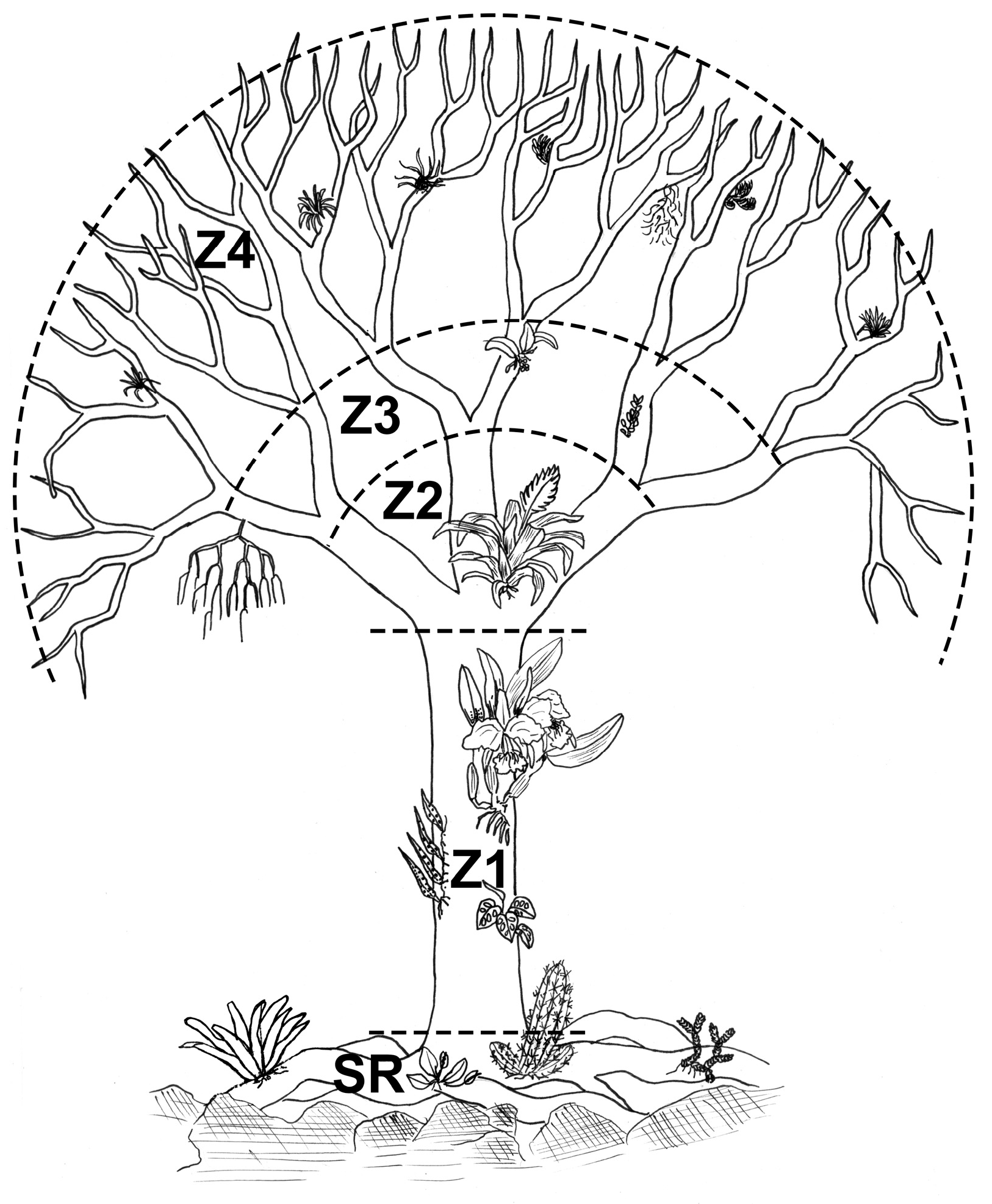 Forests 16 01300 g002