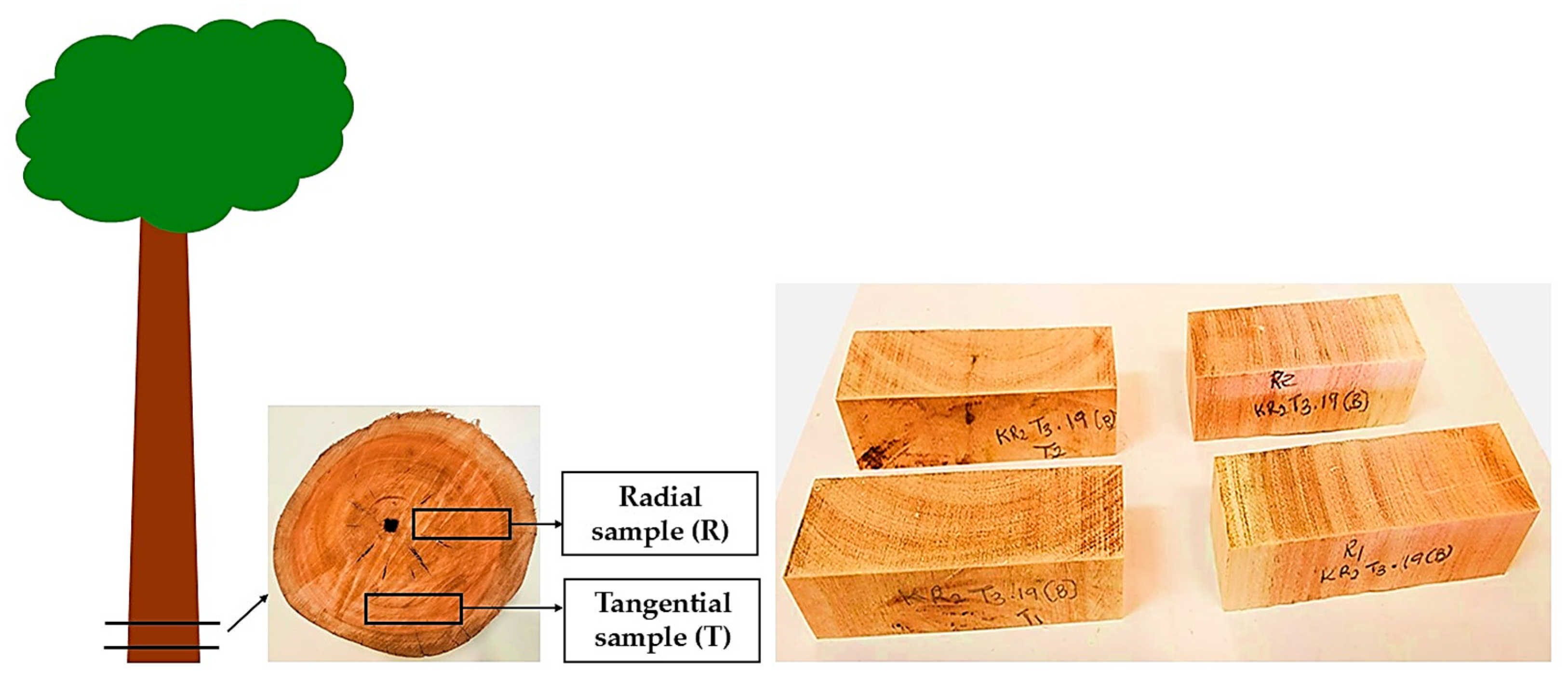 Forests 16 01301 g001