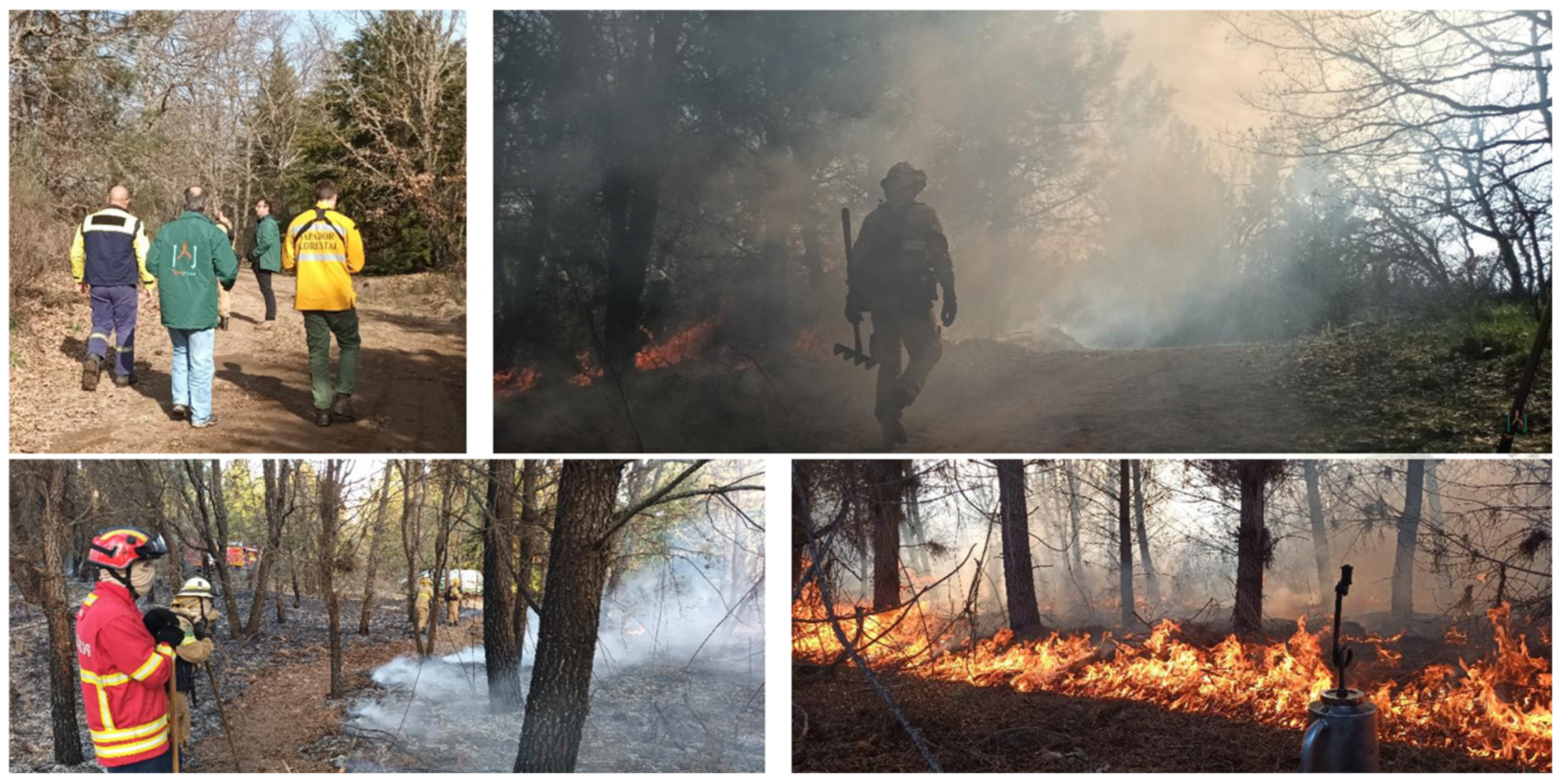 Forests 16 01306 g006 Forests 16 01306 g006