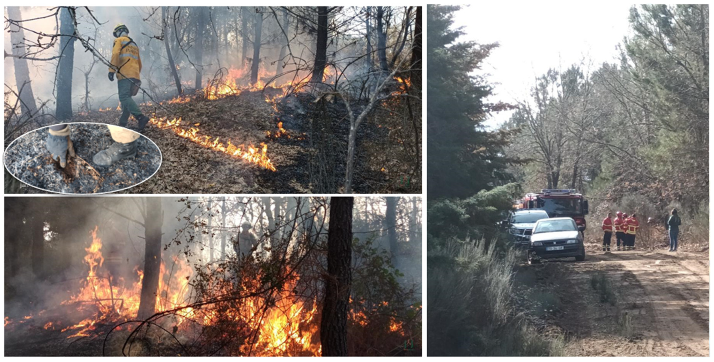 Forests 16 01306 g007 Forests 16 01306 g007