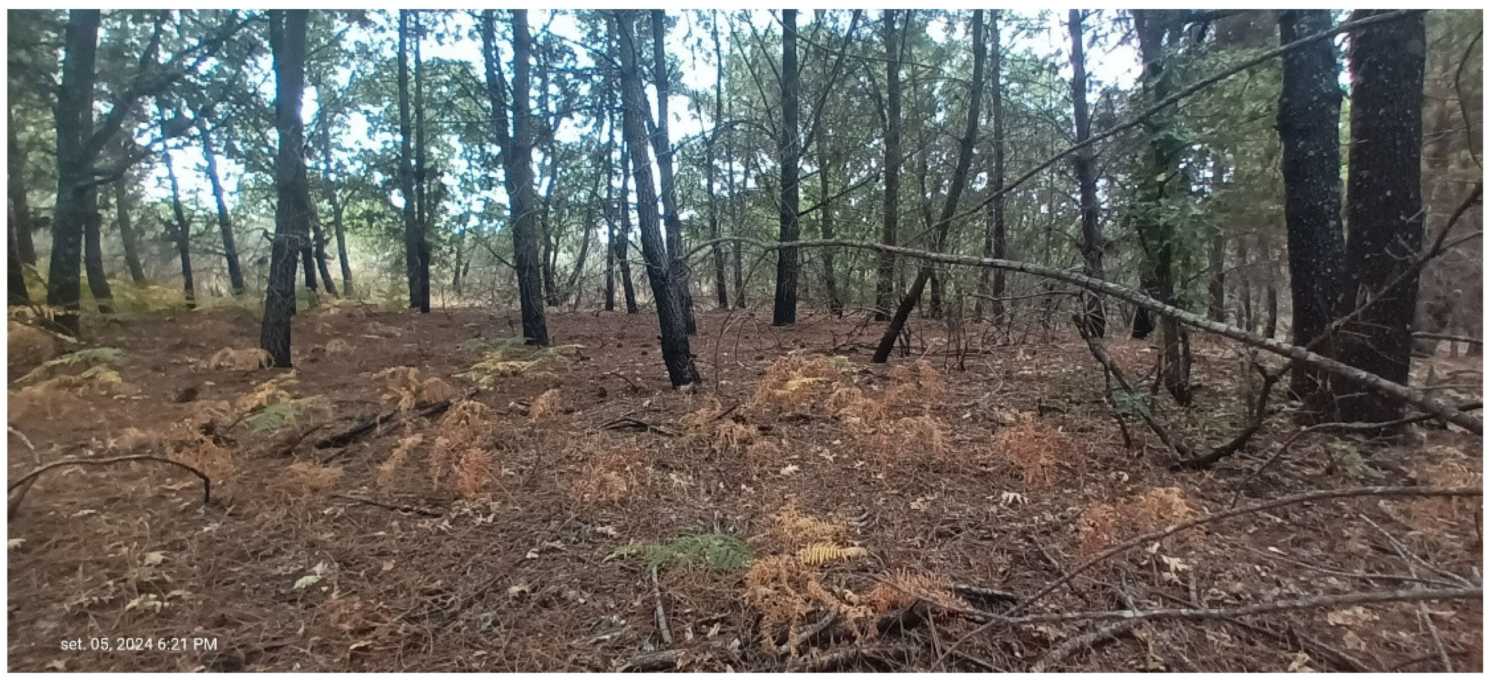 Forests 16 01306 g008 Forests 16 01306 g008