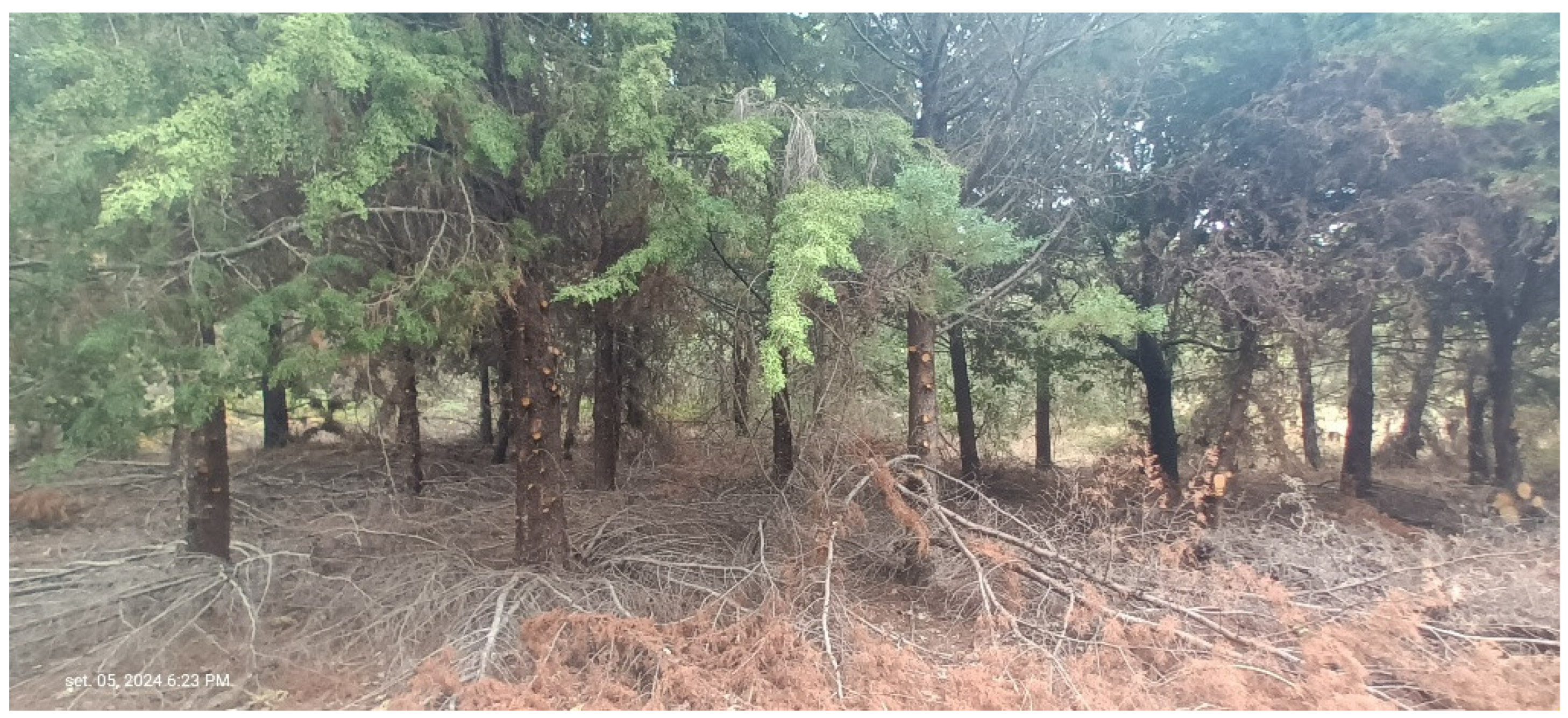 Forests 16 01306 g009 Forests 16 01306 g009