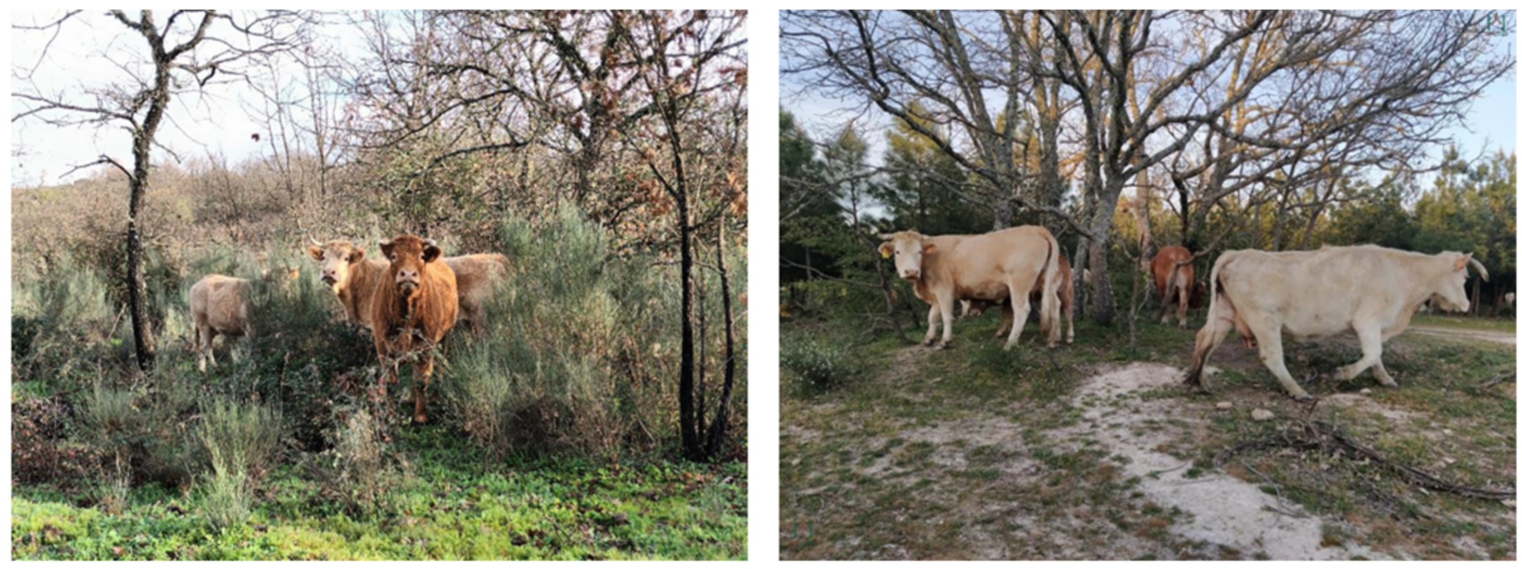 Forests 16 01306 g011 Forests 16 01306 g011