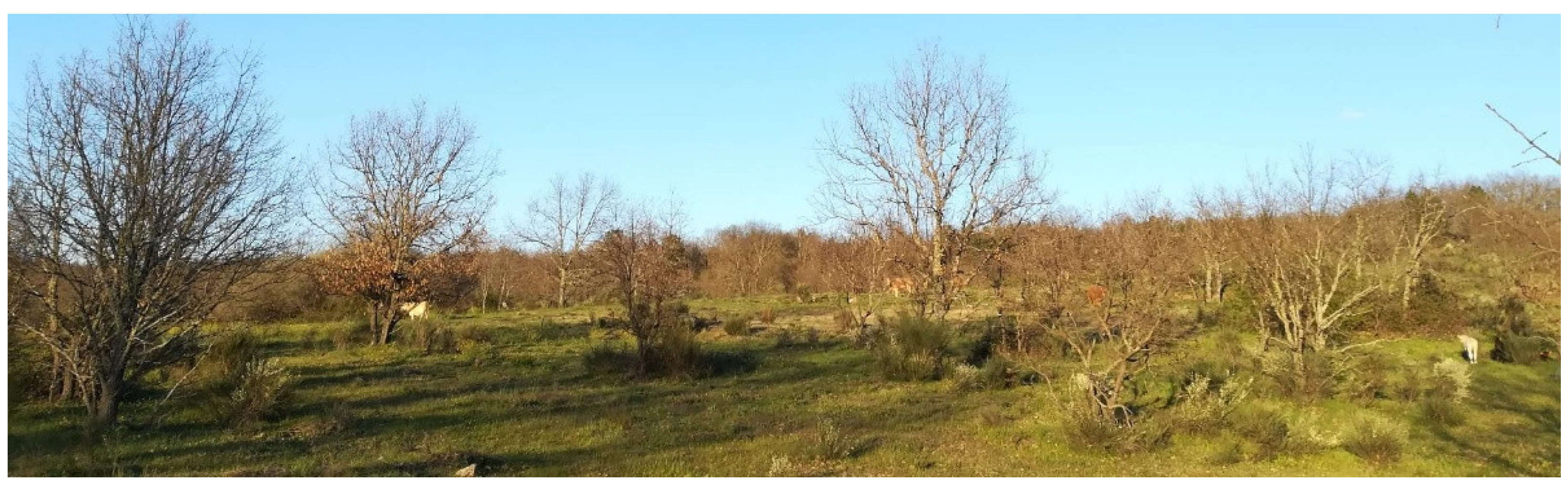 Forests 16 01306 g023 Forests 16 01306 g023