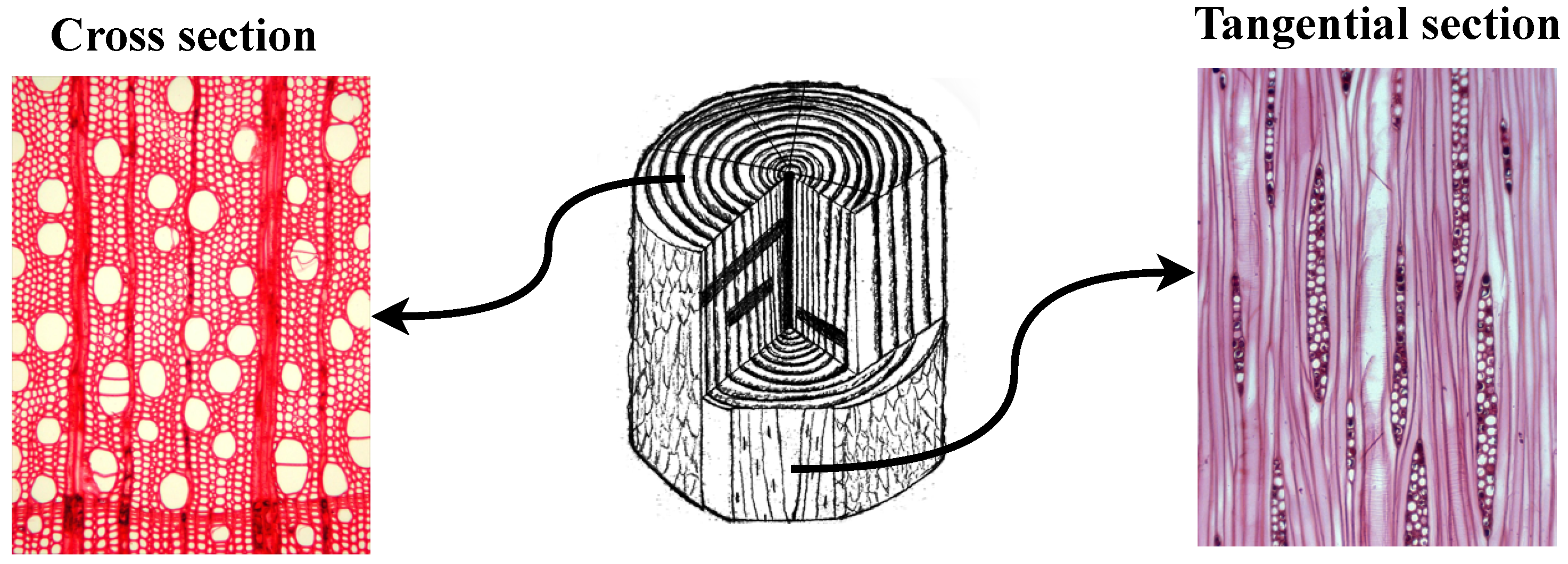 Forests 16 01328 g001