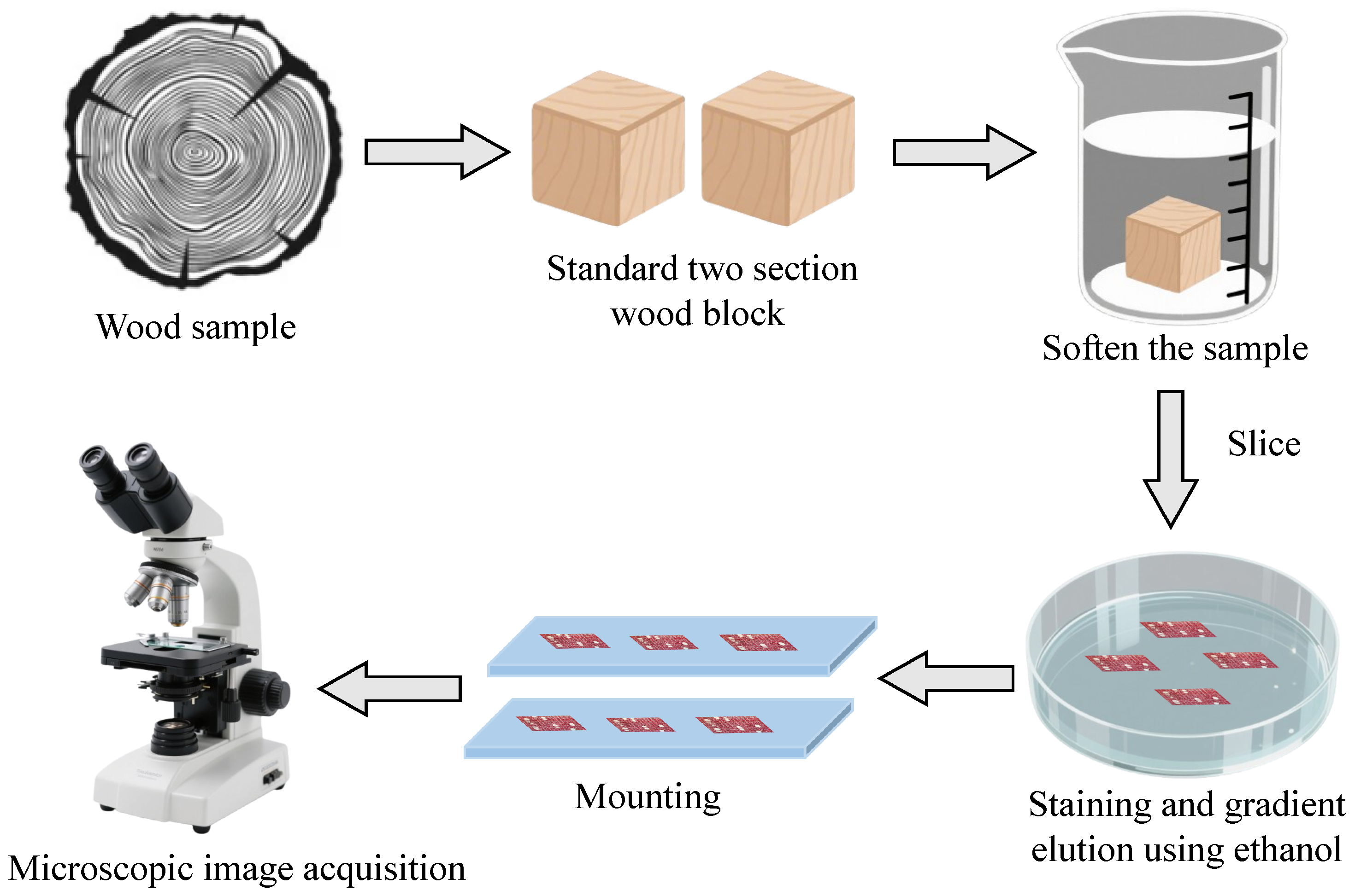 Forests 16 01328 g002