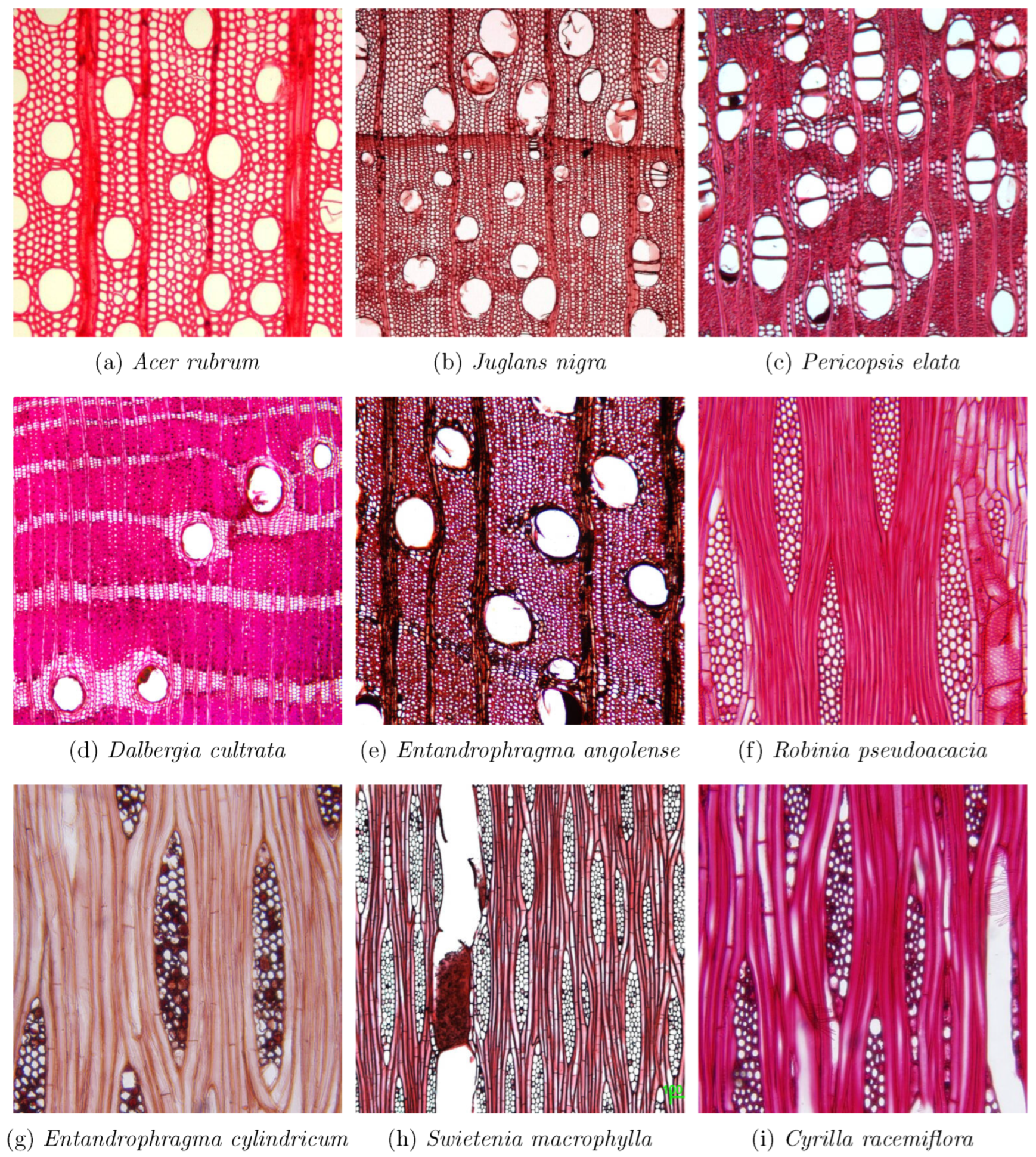 Forests 16 01328 g003