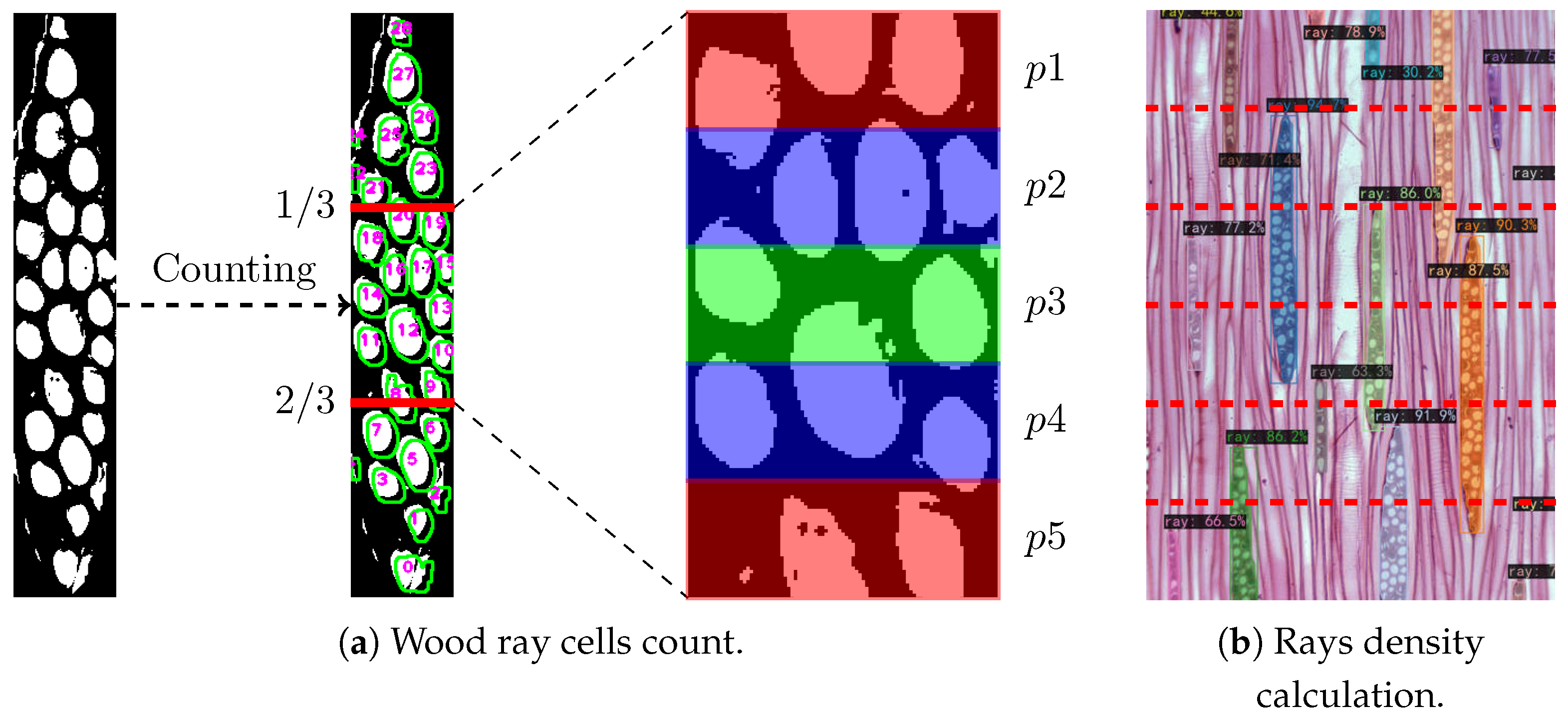 Forests 16 01328 g005