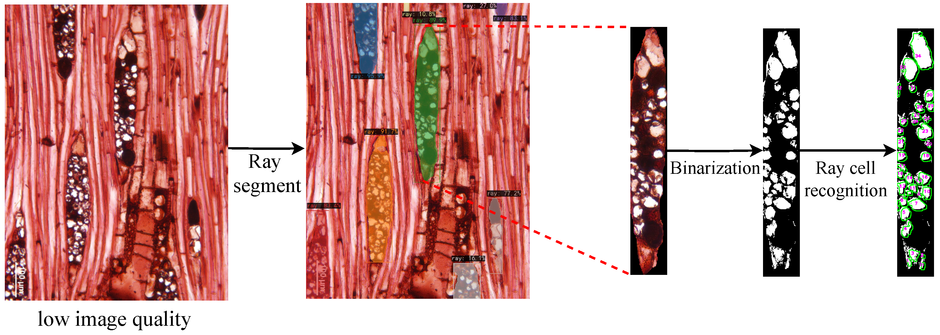 Forests 16 01328 g015