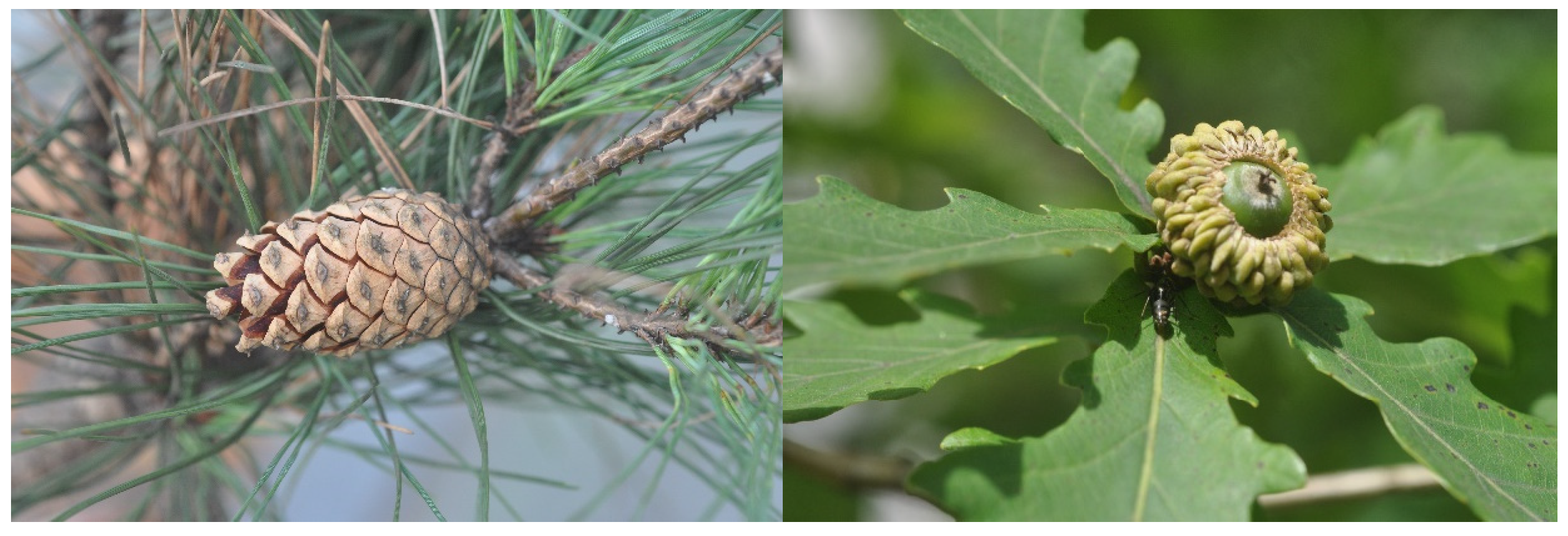 Forests 16 01331 g001 Forests 16 01331 g001