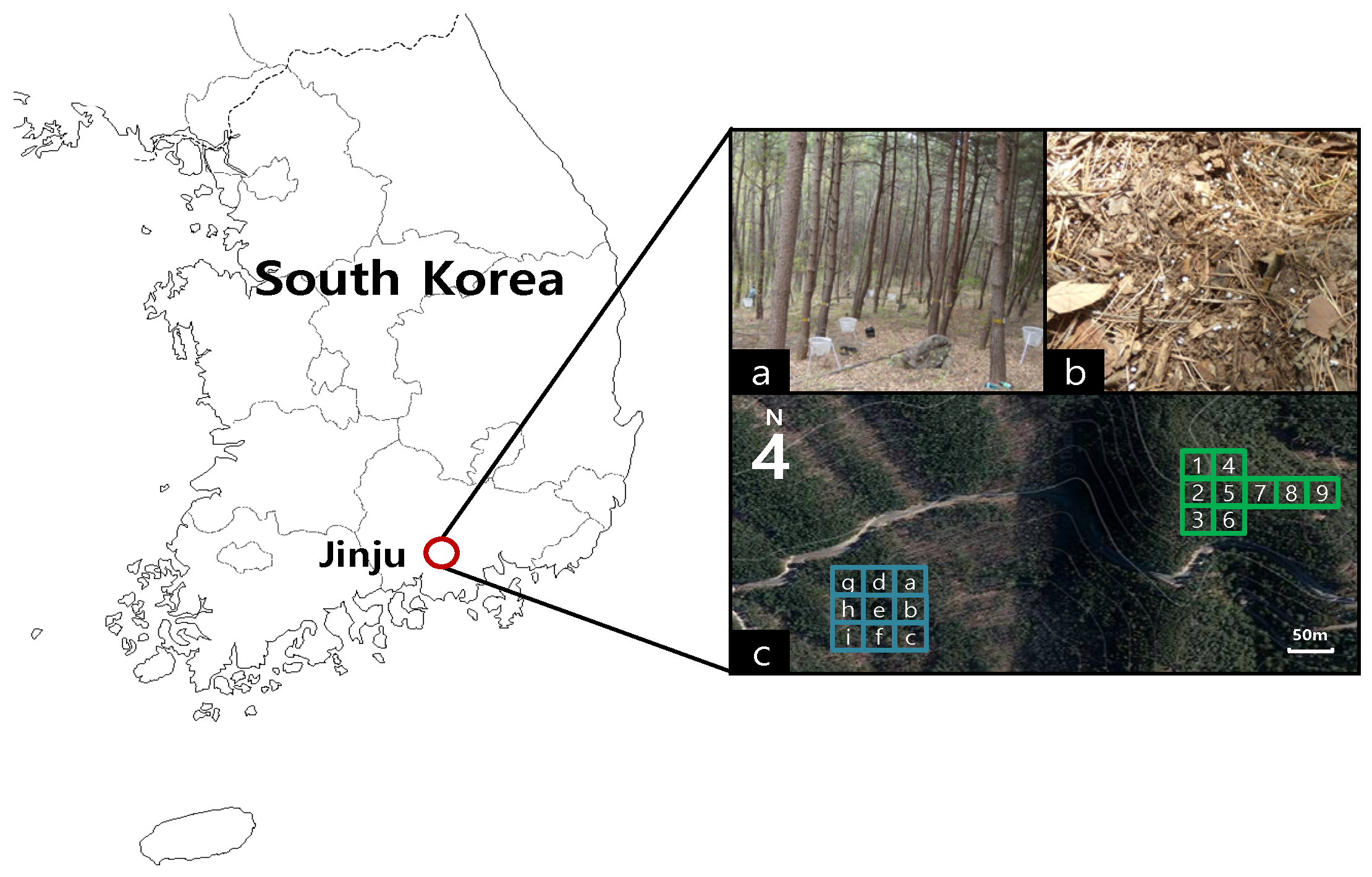 Forests 16 01338 g001 Forests 16 01338 g001
